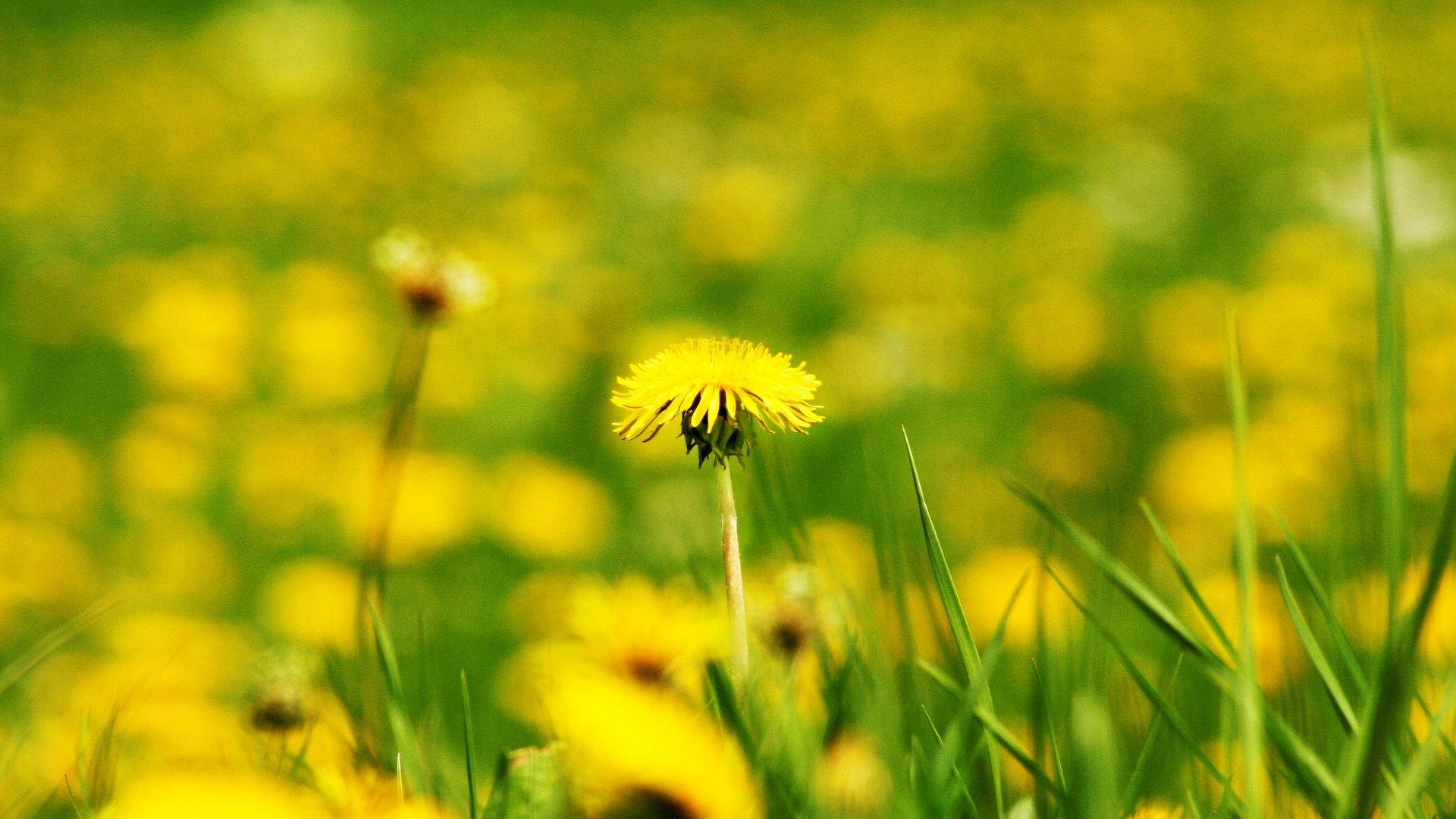 fleurs fleur fleur pissenlit jaune flou champ bokeh fond papier peint écran large plein écran écran large écran large