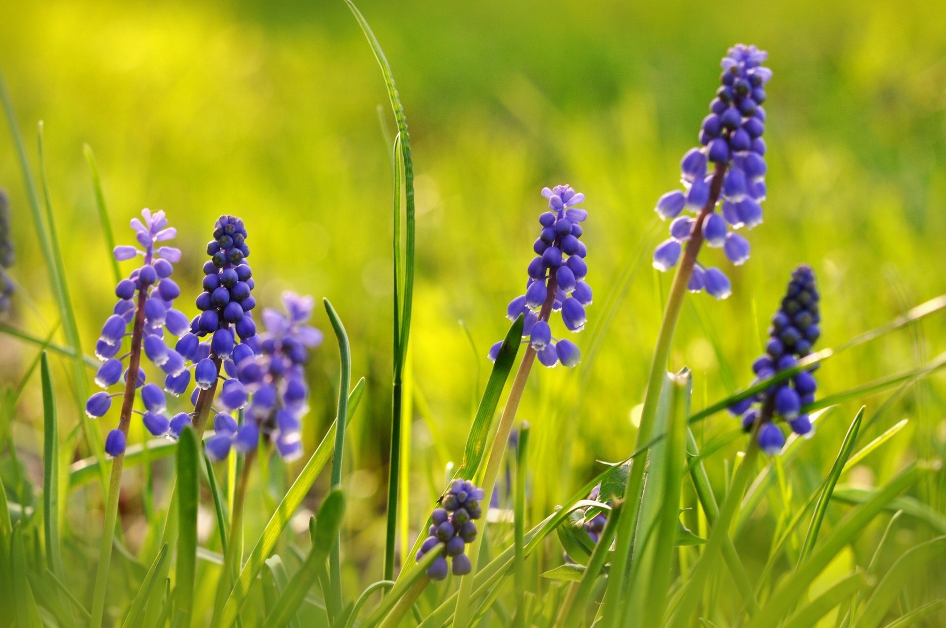 viper zwiebel maushyazinthe muscari makro