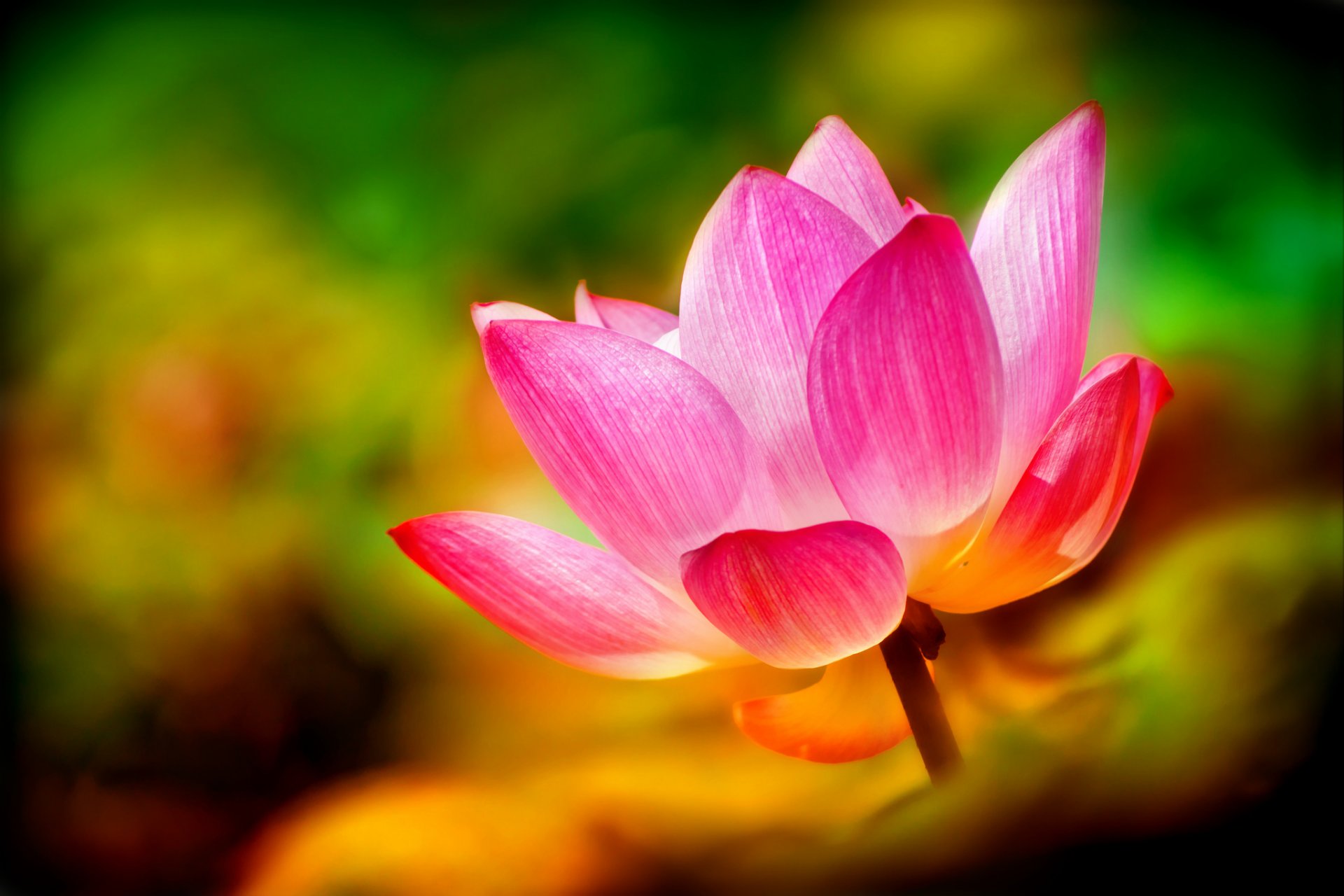 lotus pink petals background