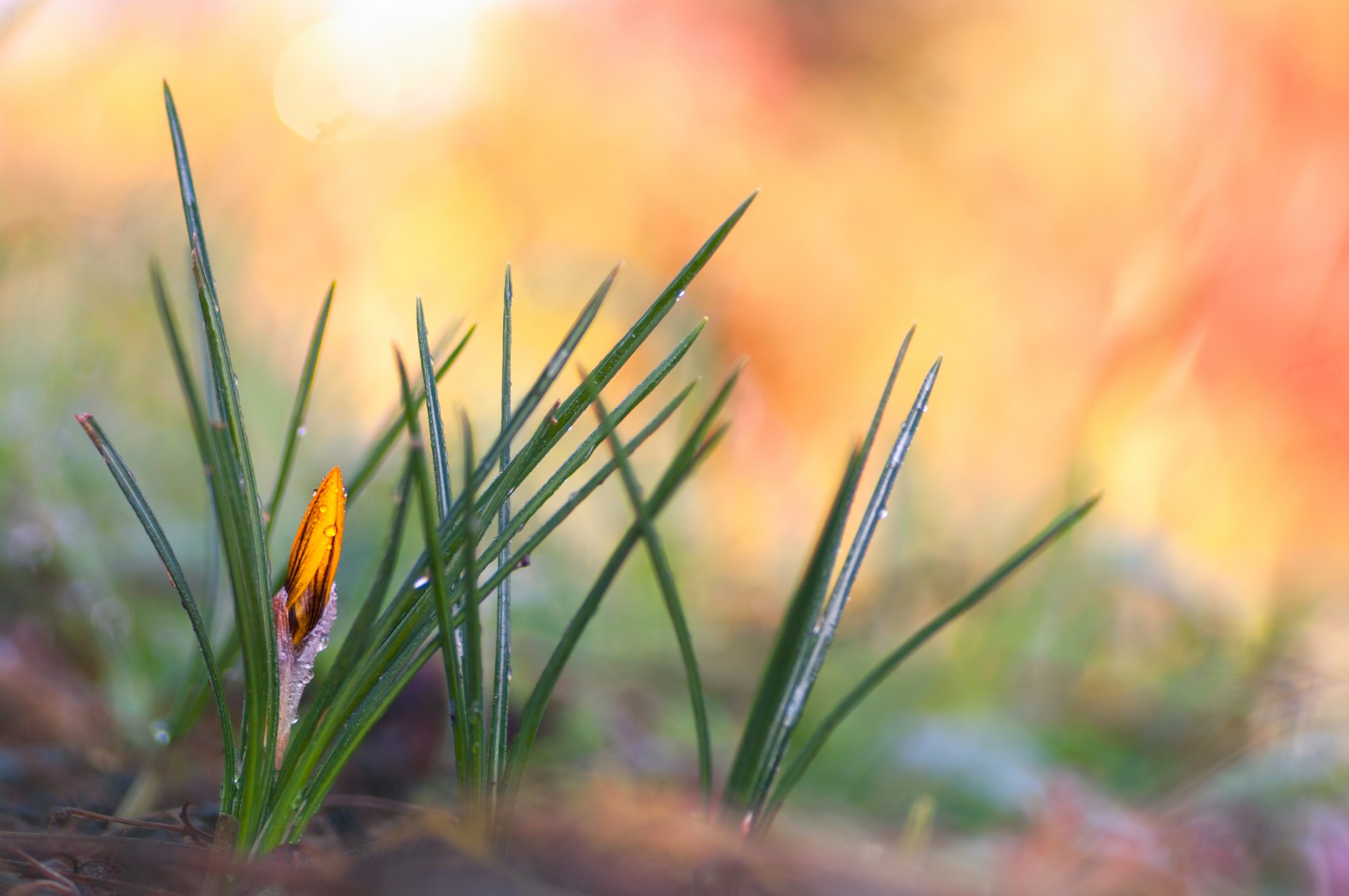 printemps crocus jaune gouttes rosée