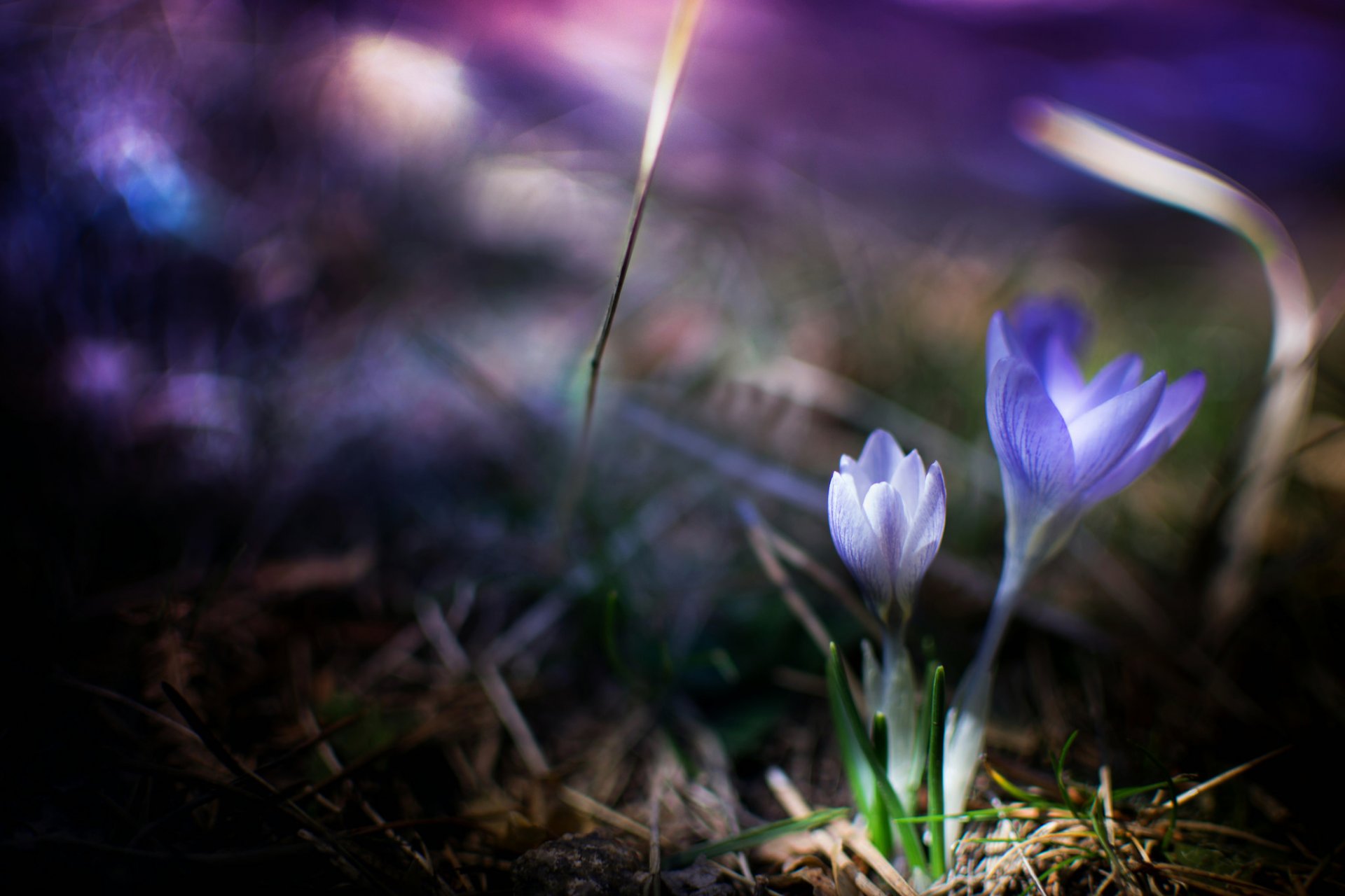 crocus purple flower grass spring nature