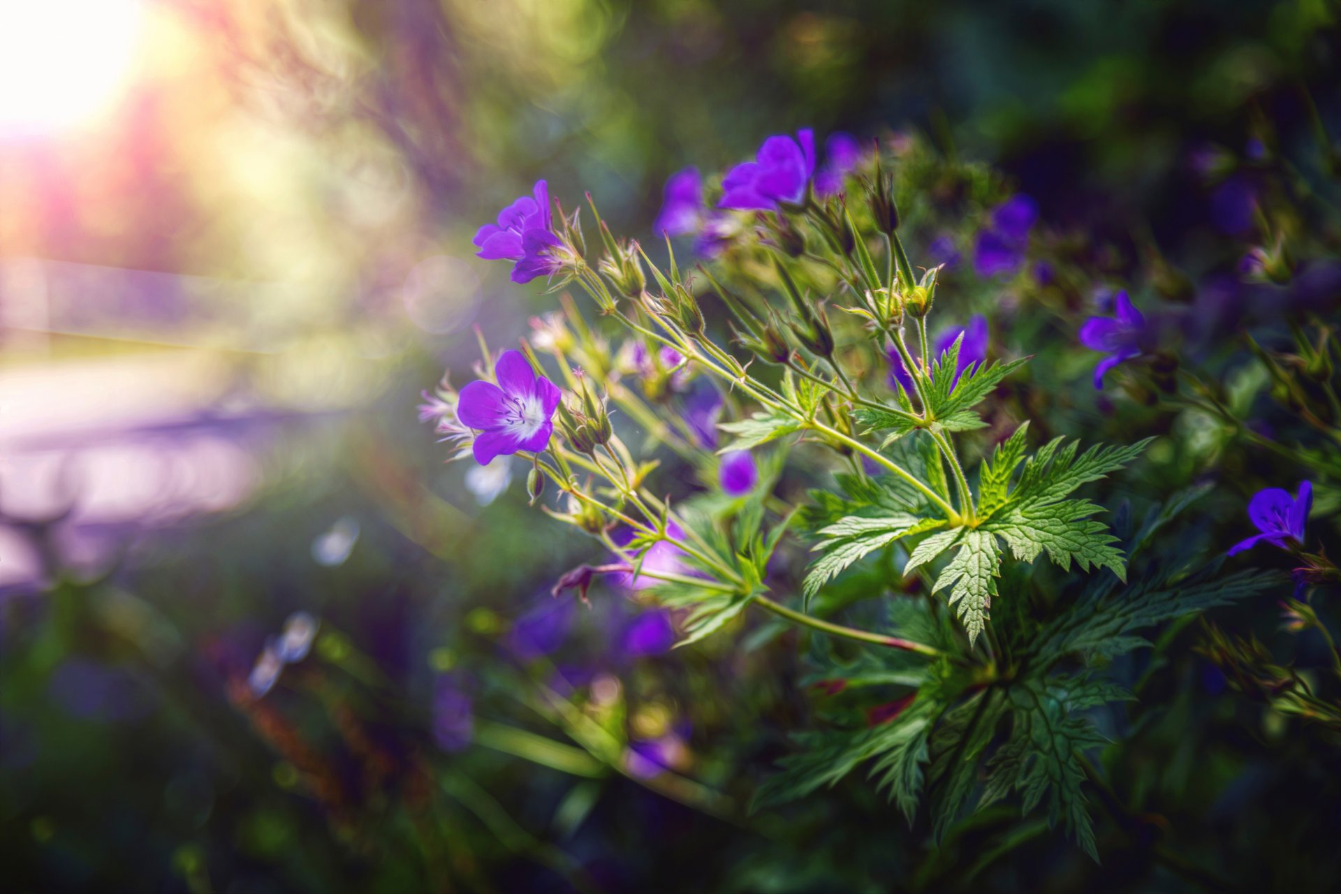 flowers leaves processing