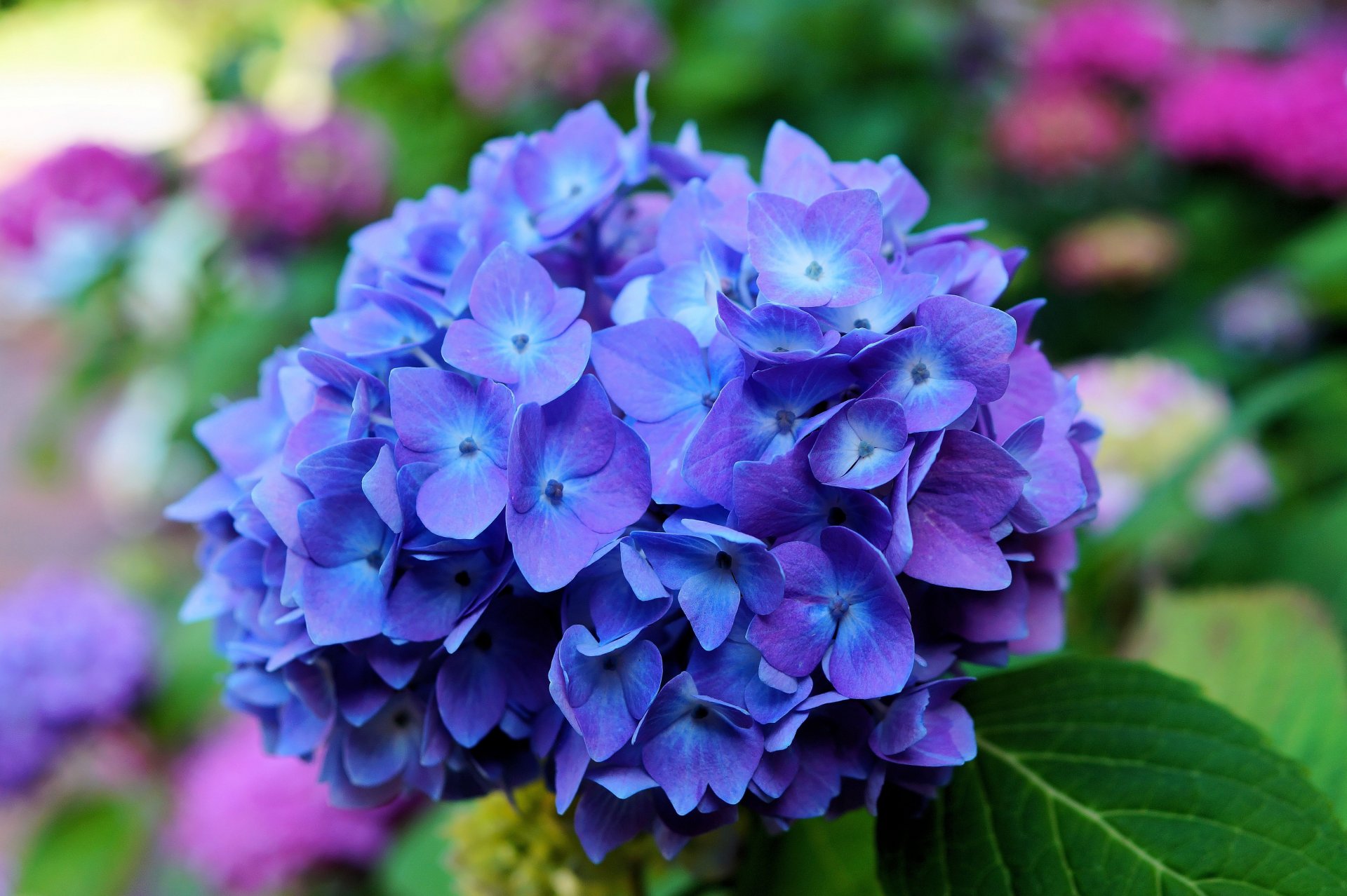 hortensia fleur bleu inflorescence pétales feuilles gros plan