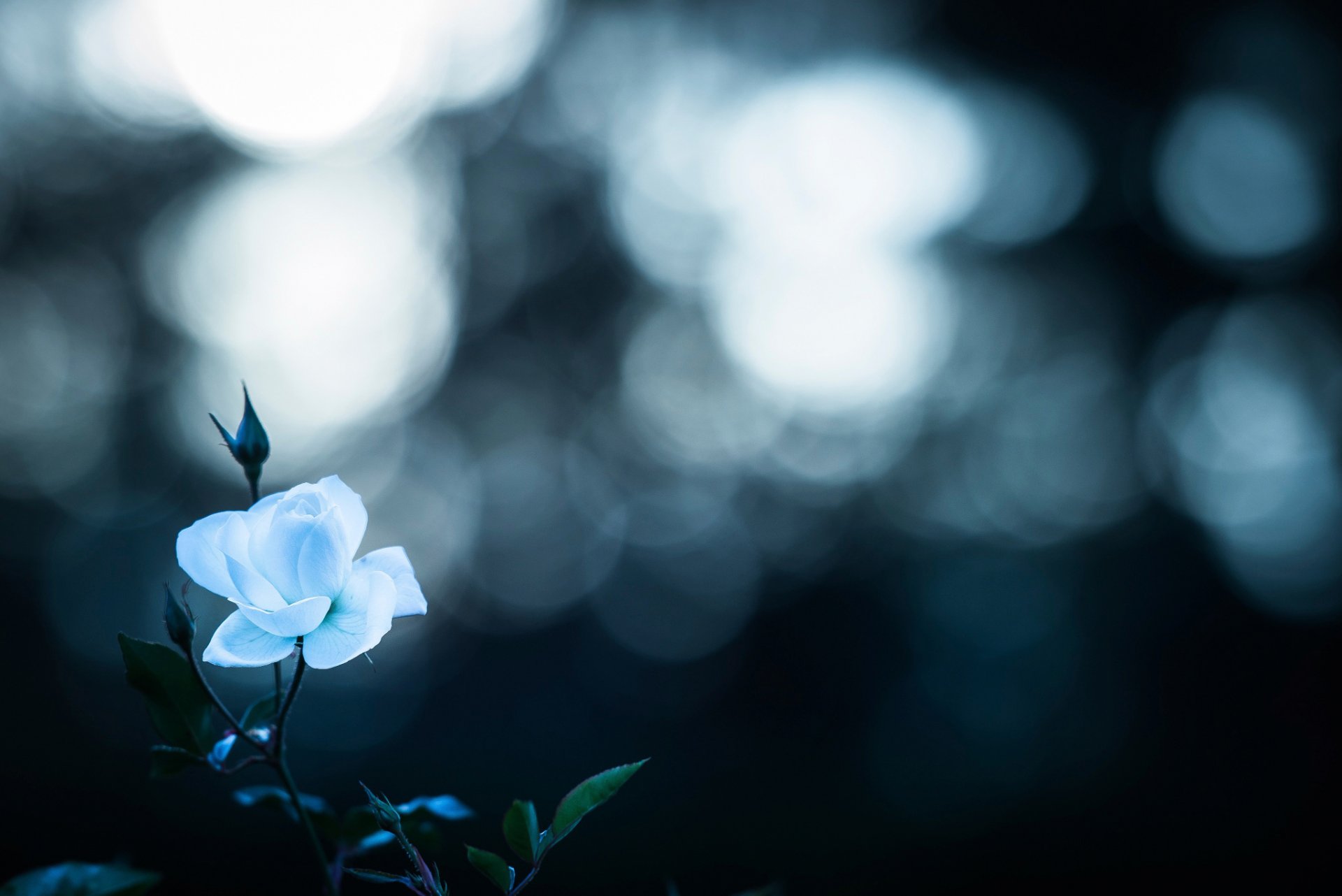 icy but beautiful rose bokeh