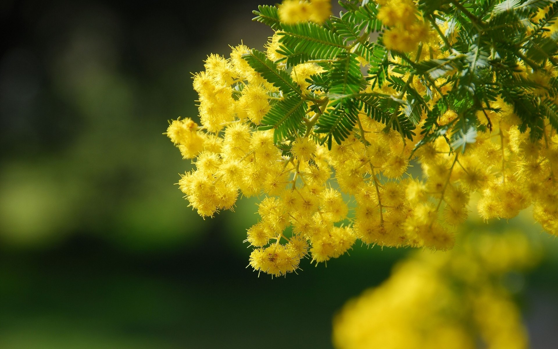 acacia branch close up