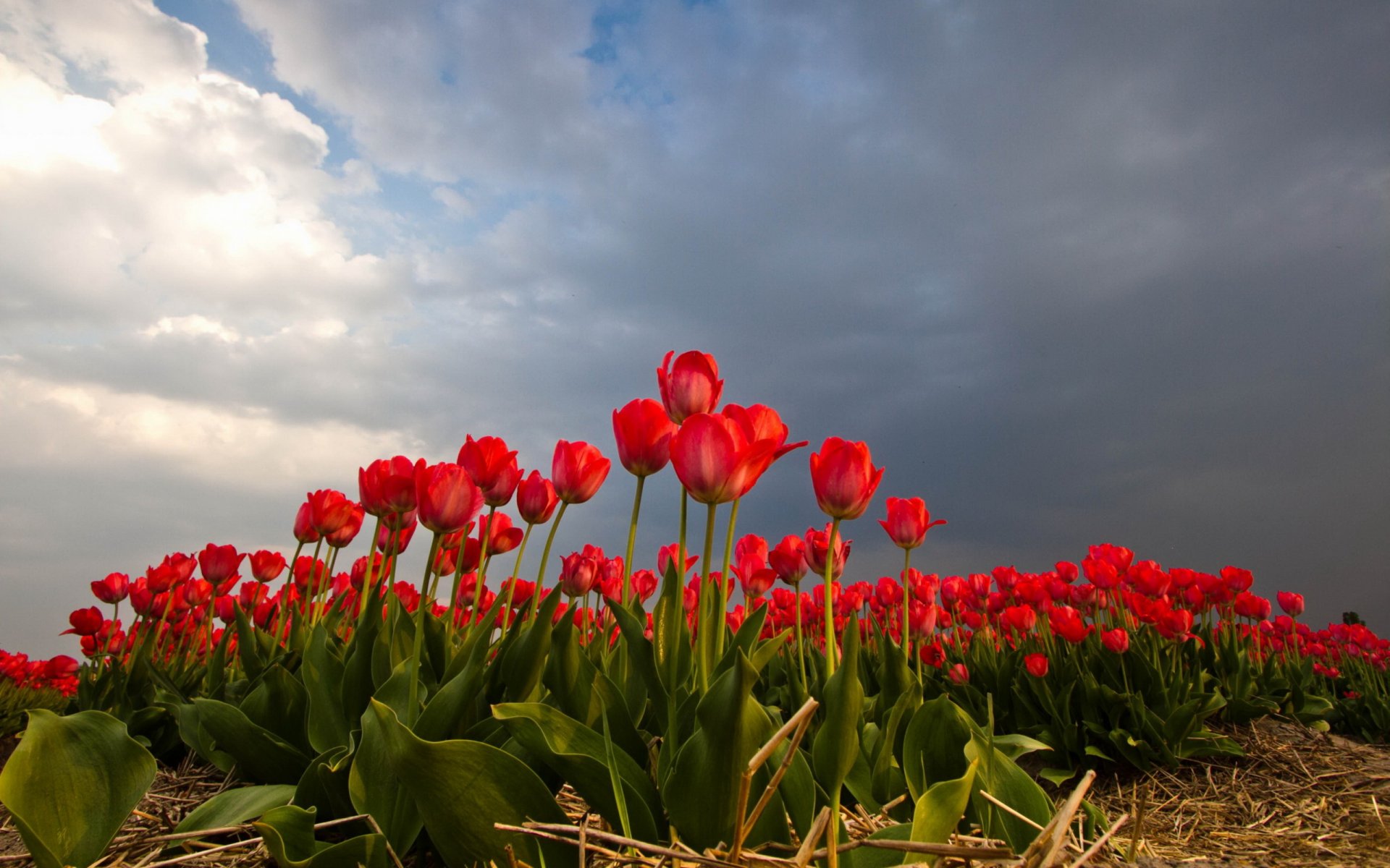 tulipany pole niebo natura