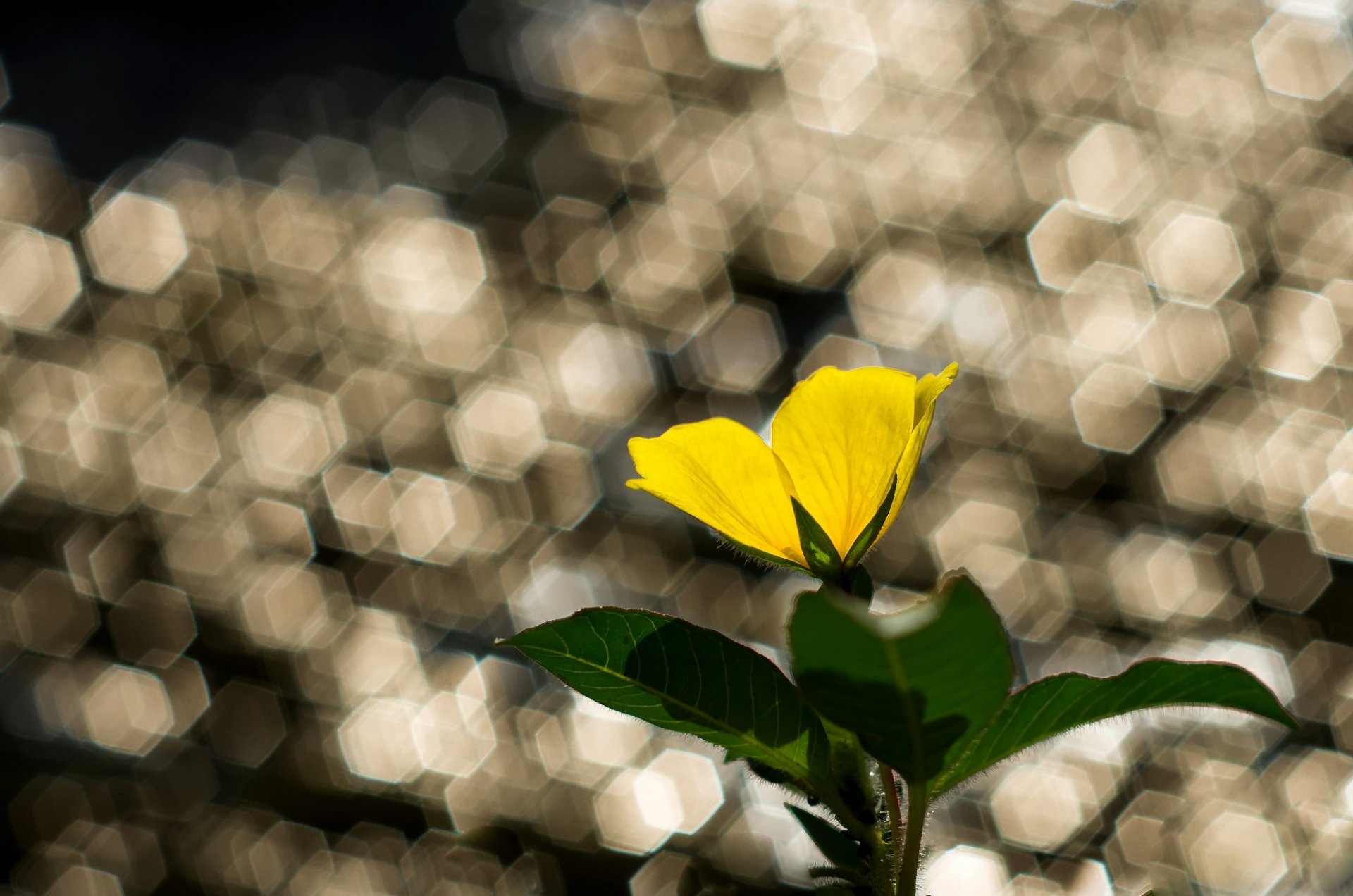 fiore giallo foglie abbagliamento