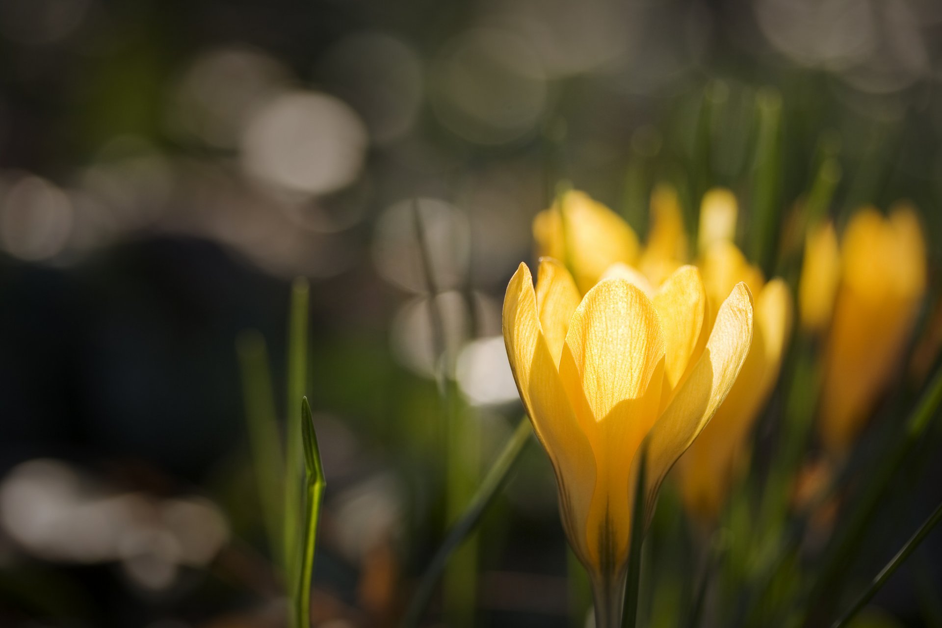 crocus jaune crocus éblouissement fond