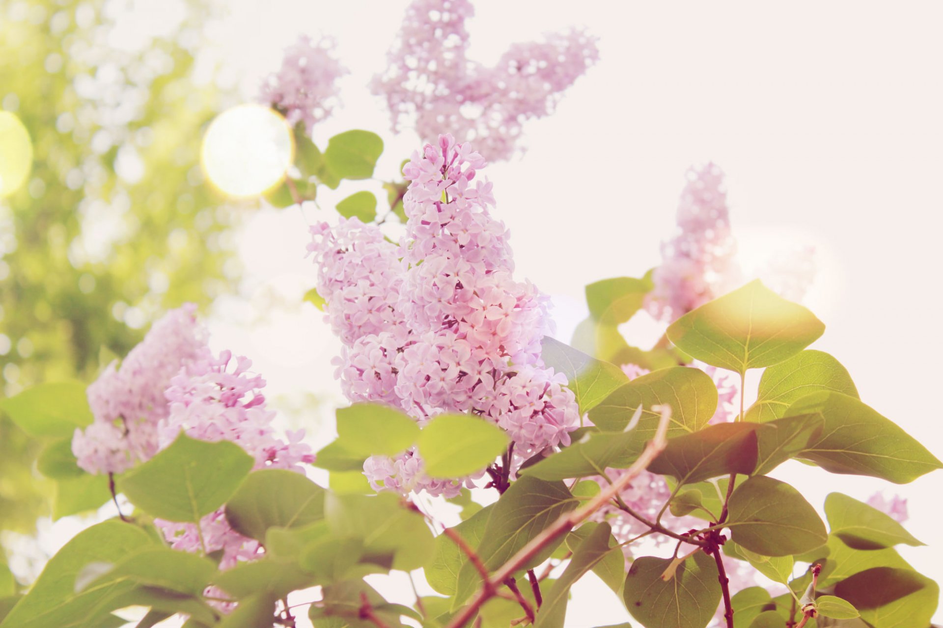 lilac summer leaves green