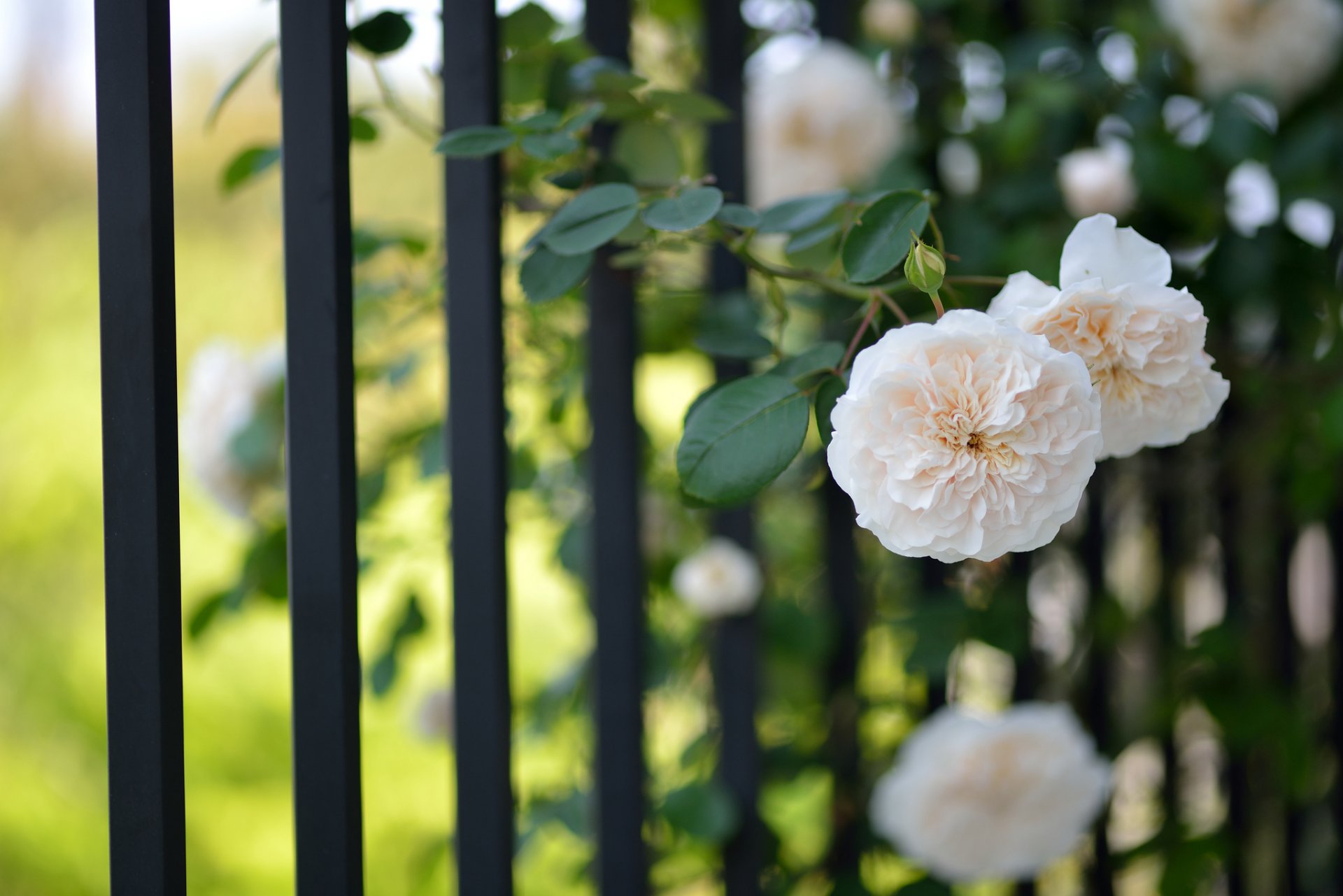 fiori fiori rose leggeri recinzione grata