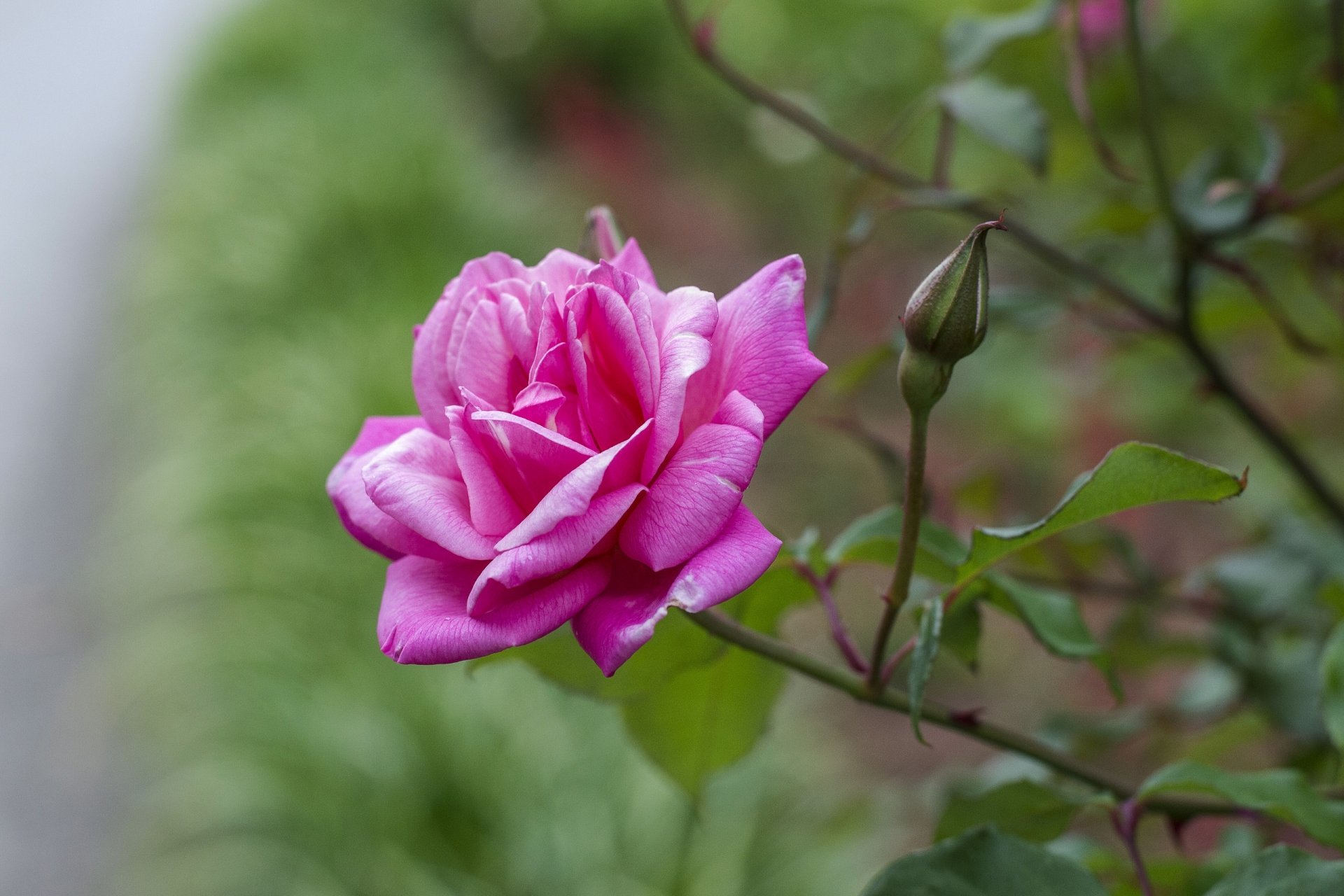 rosa bocciolo petali