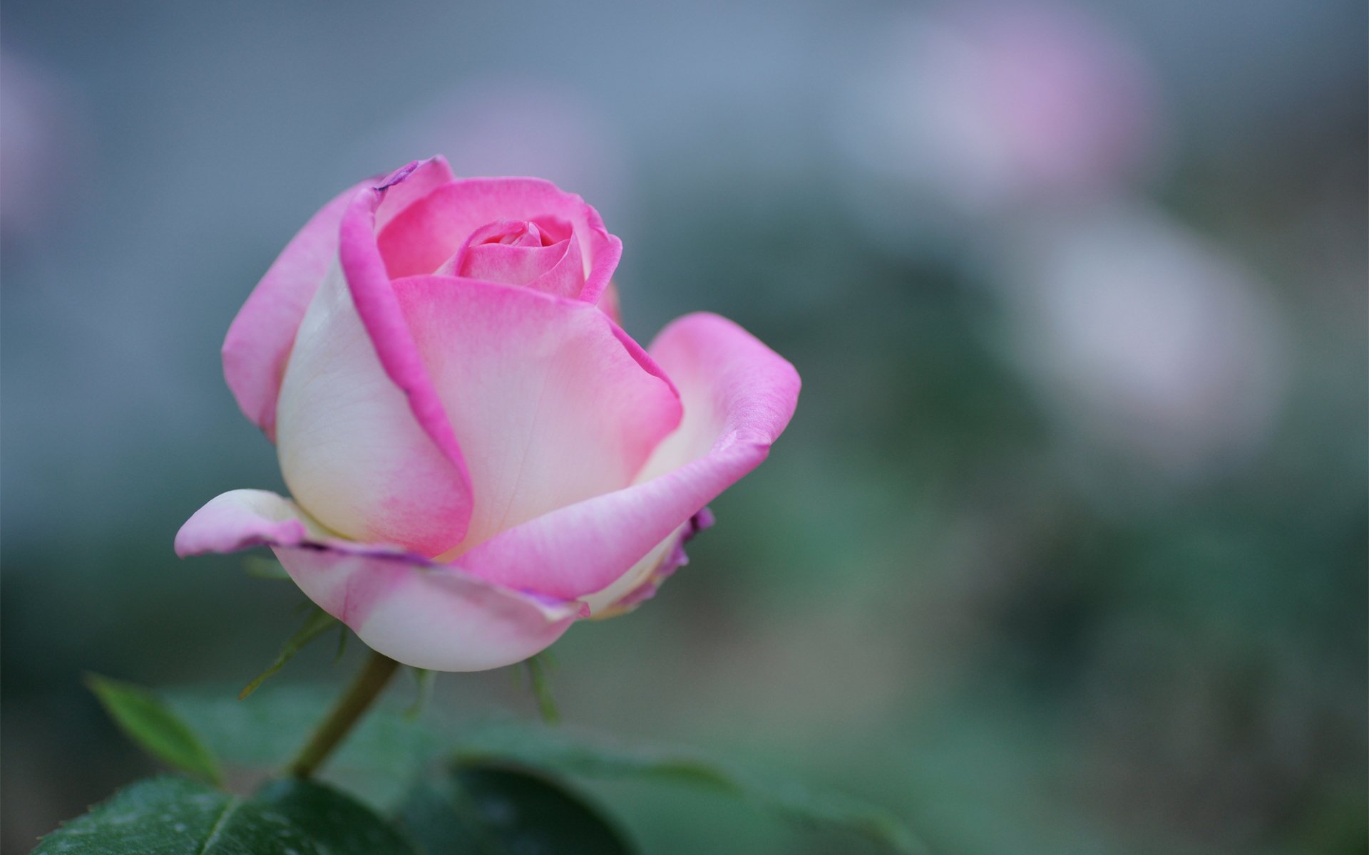 fiore rosa rosa messa a fuoco natura