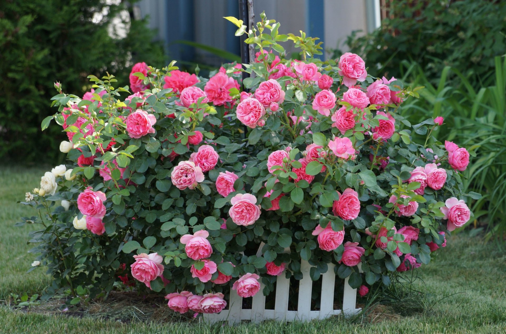 flores rosas arbusto brotes rosas valla hierba vegetación