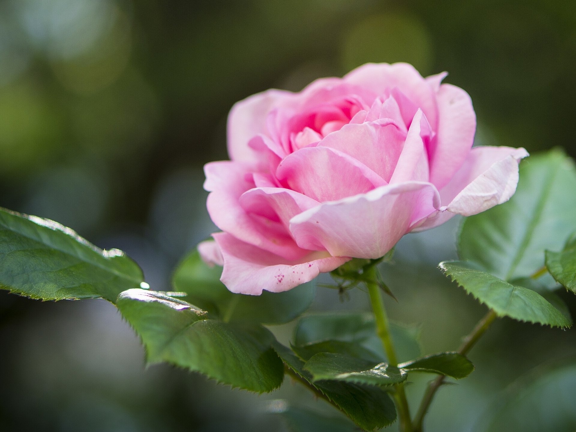 rose feuilles gros plan