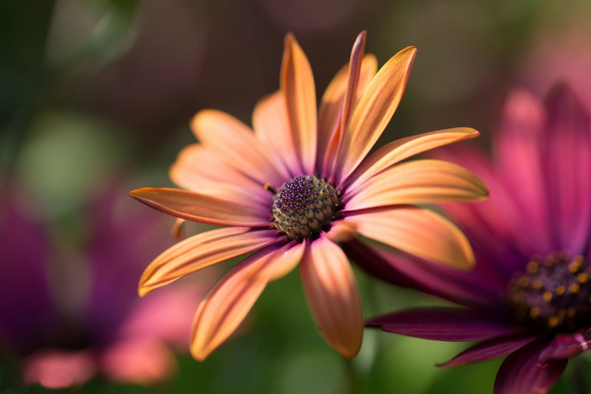 kwiaty gerbera bordowy pomarańczowy tło