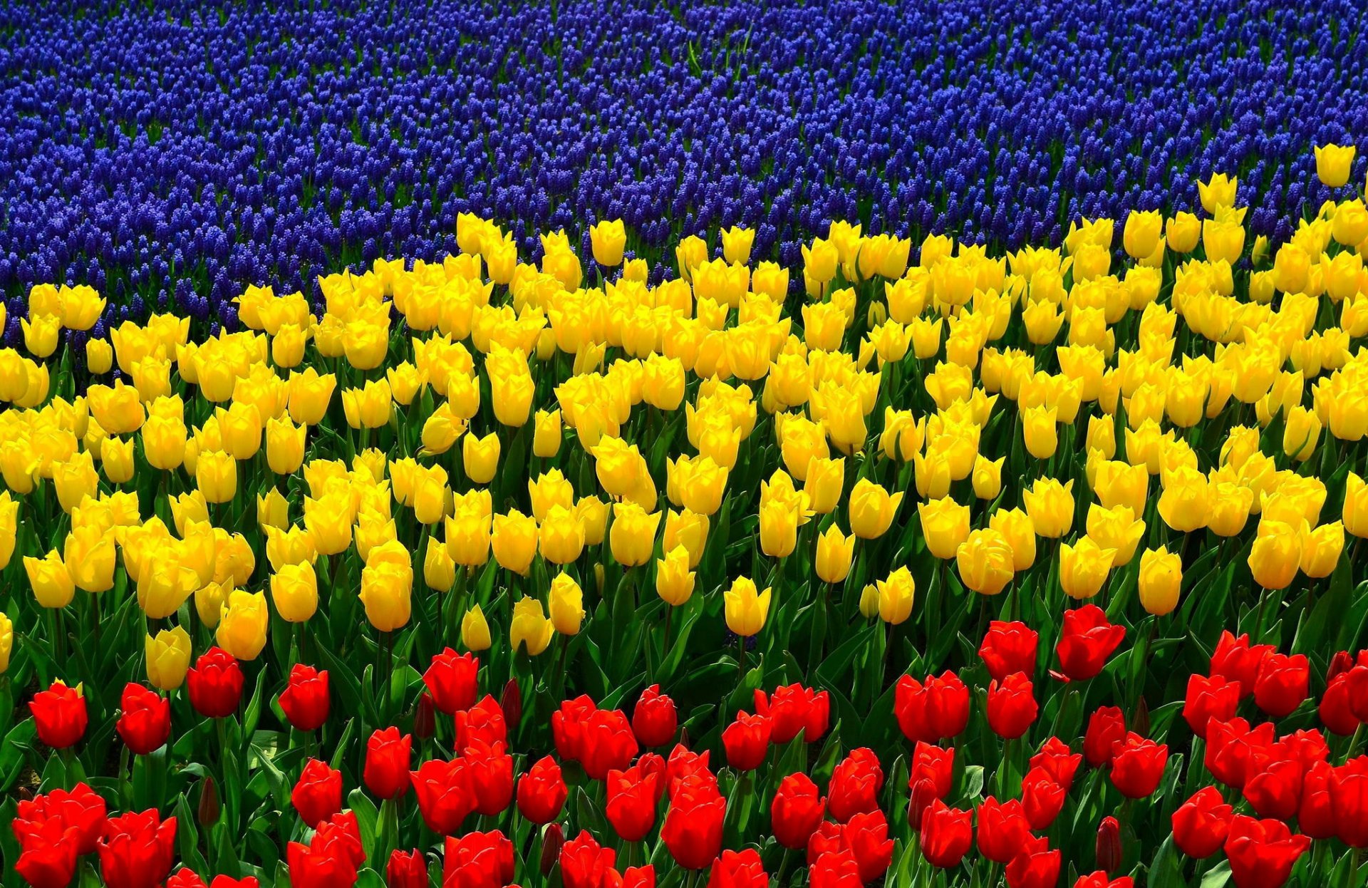 lupinen tulpen tricolor flagge der region rostow