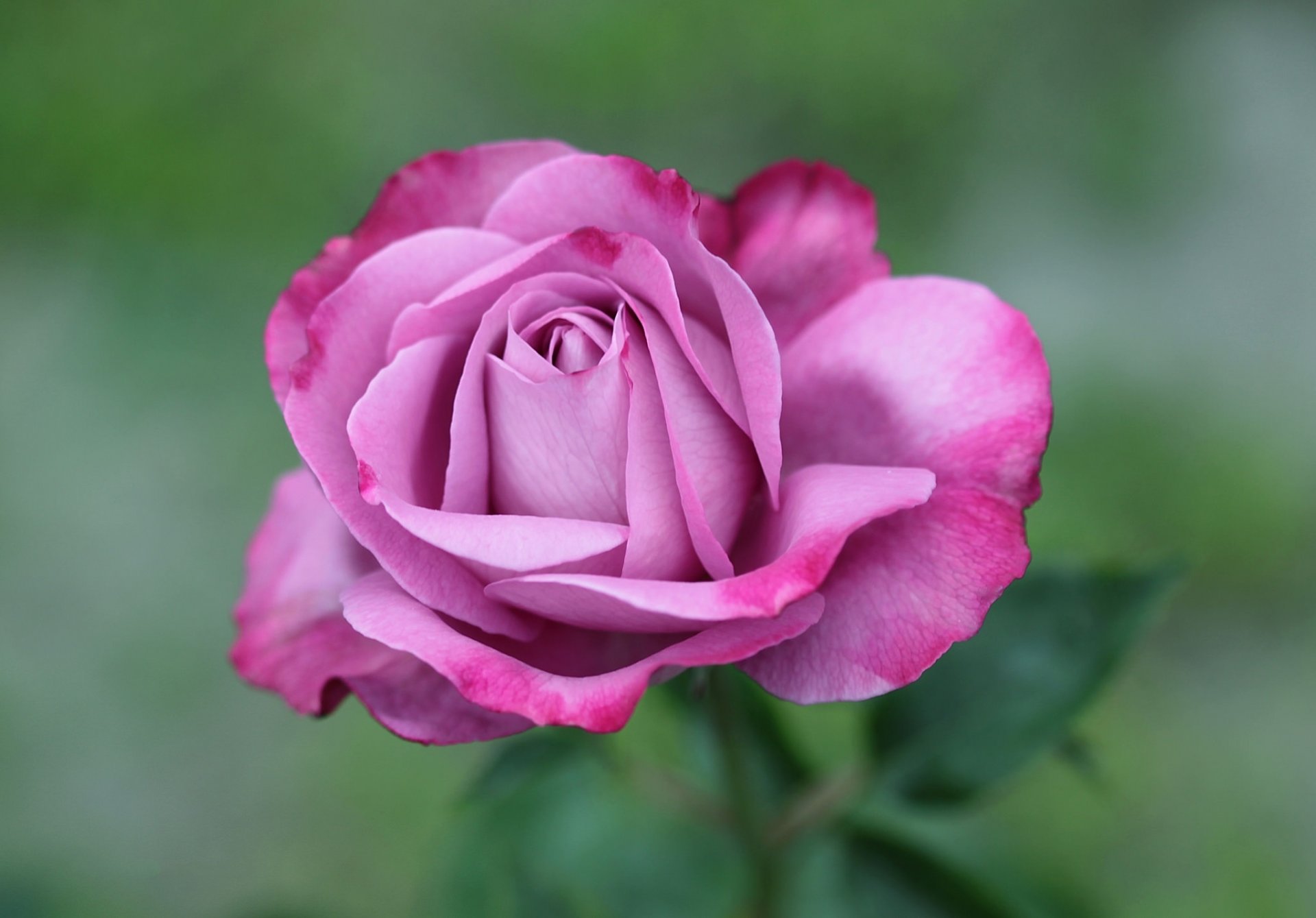 rose pink close up