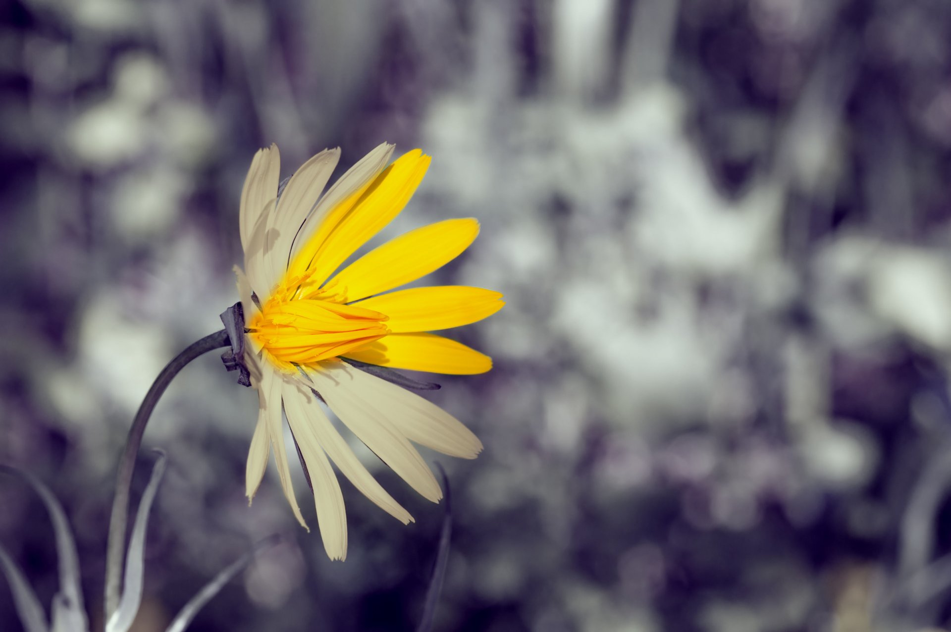 blumen blume blümchen gelb weiß unschärfe hintergrund tapete widescreen vollbild widescreen widescreen