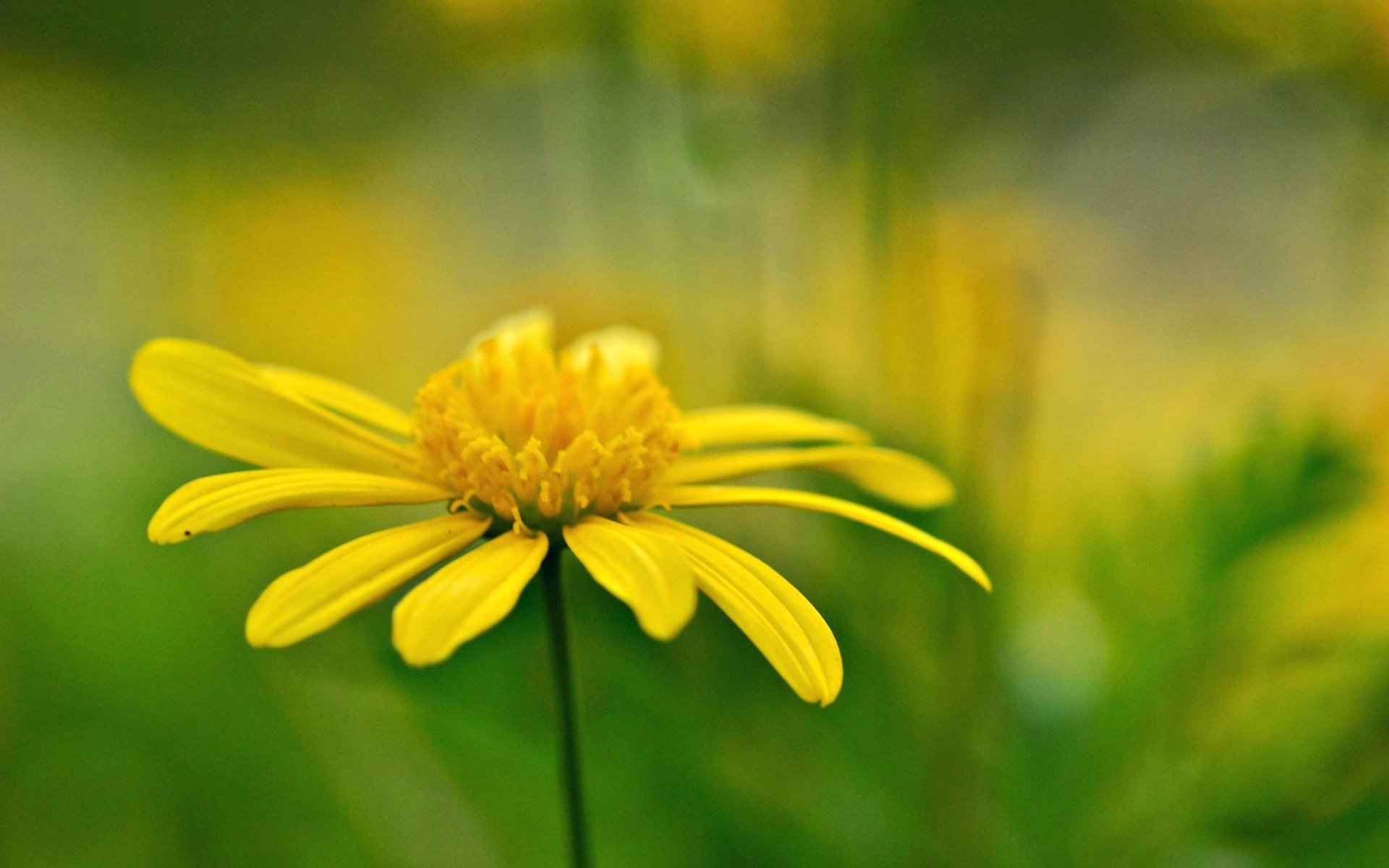 blumen blümchen gelb unschärfe hintergrund tapete widescreen vollbild widescreen widescreen