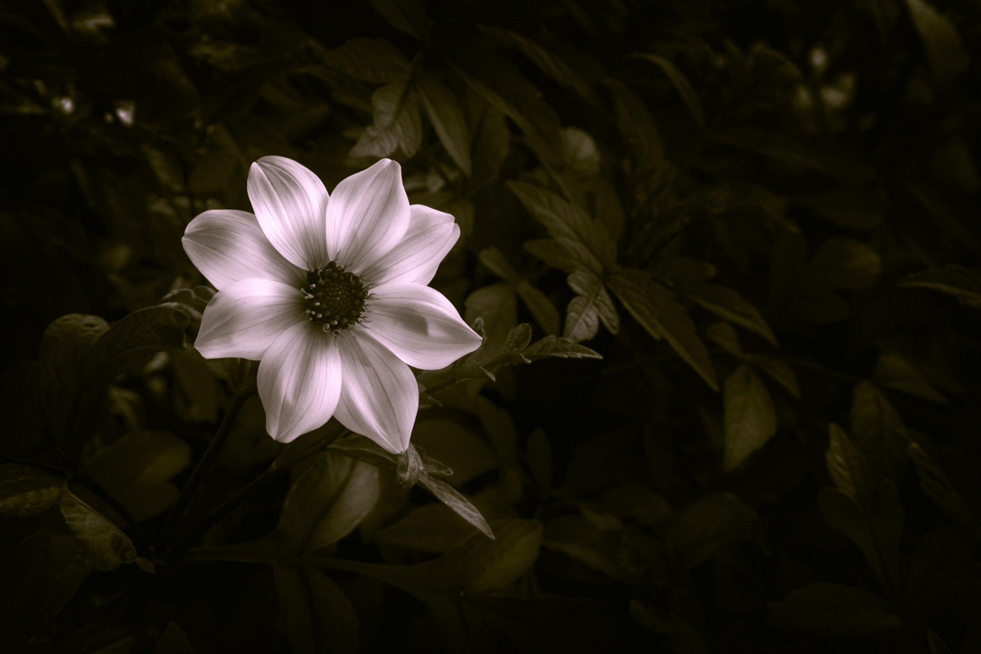 flor pétalos hojas