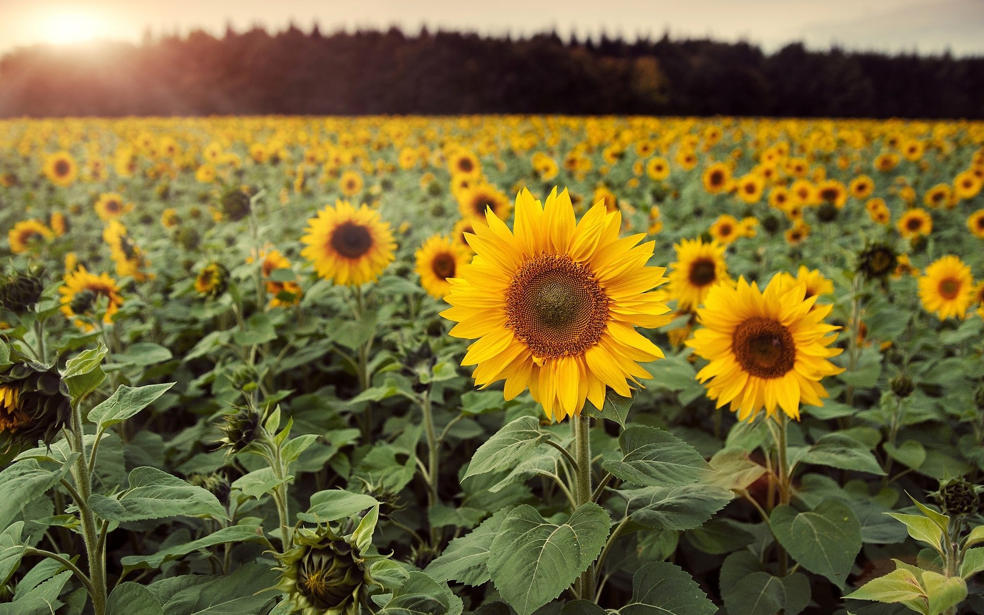 fiori fiori girasole campo foglie sfondo carta da parati widescreen schermo intero widescreen