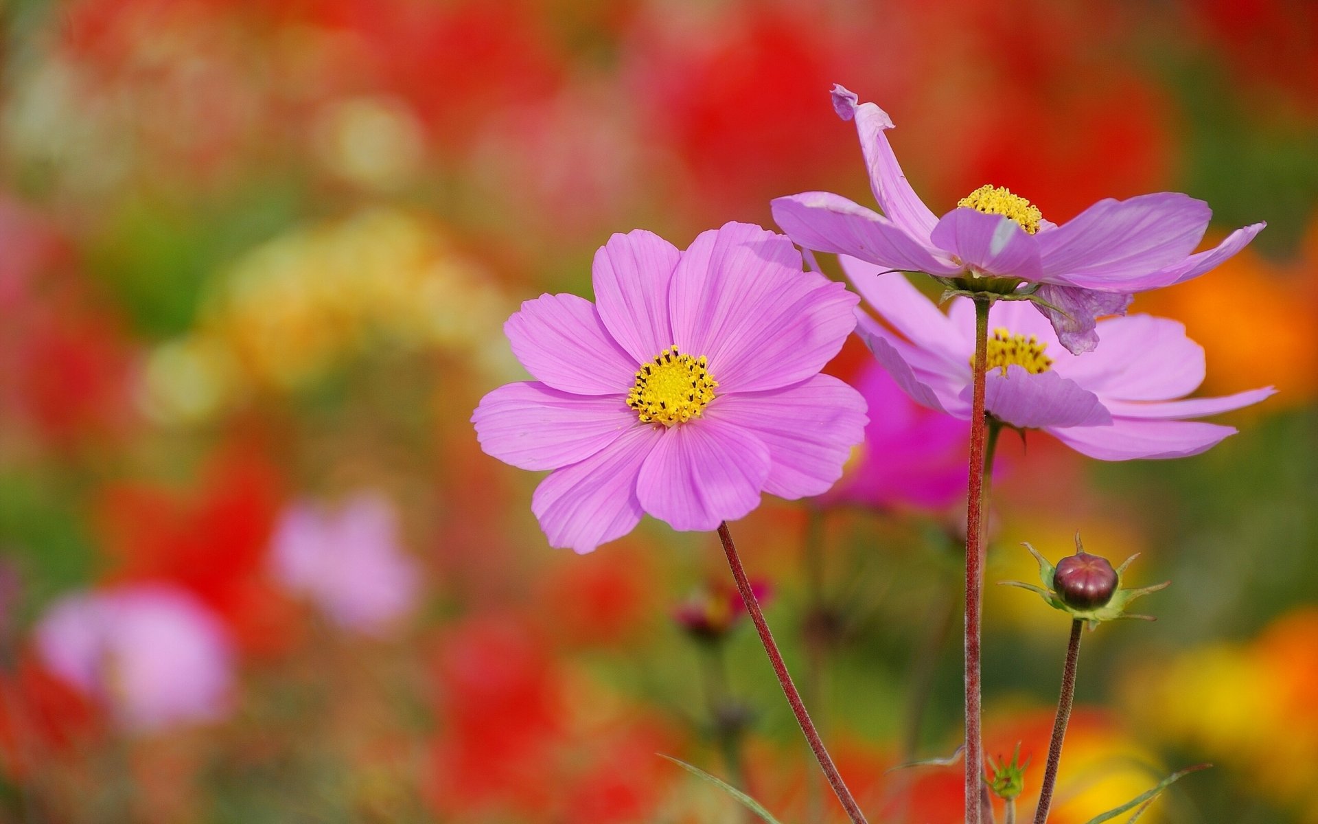 cosmea spazio macro