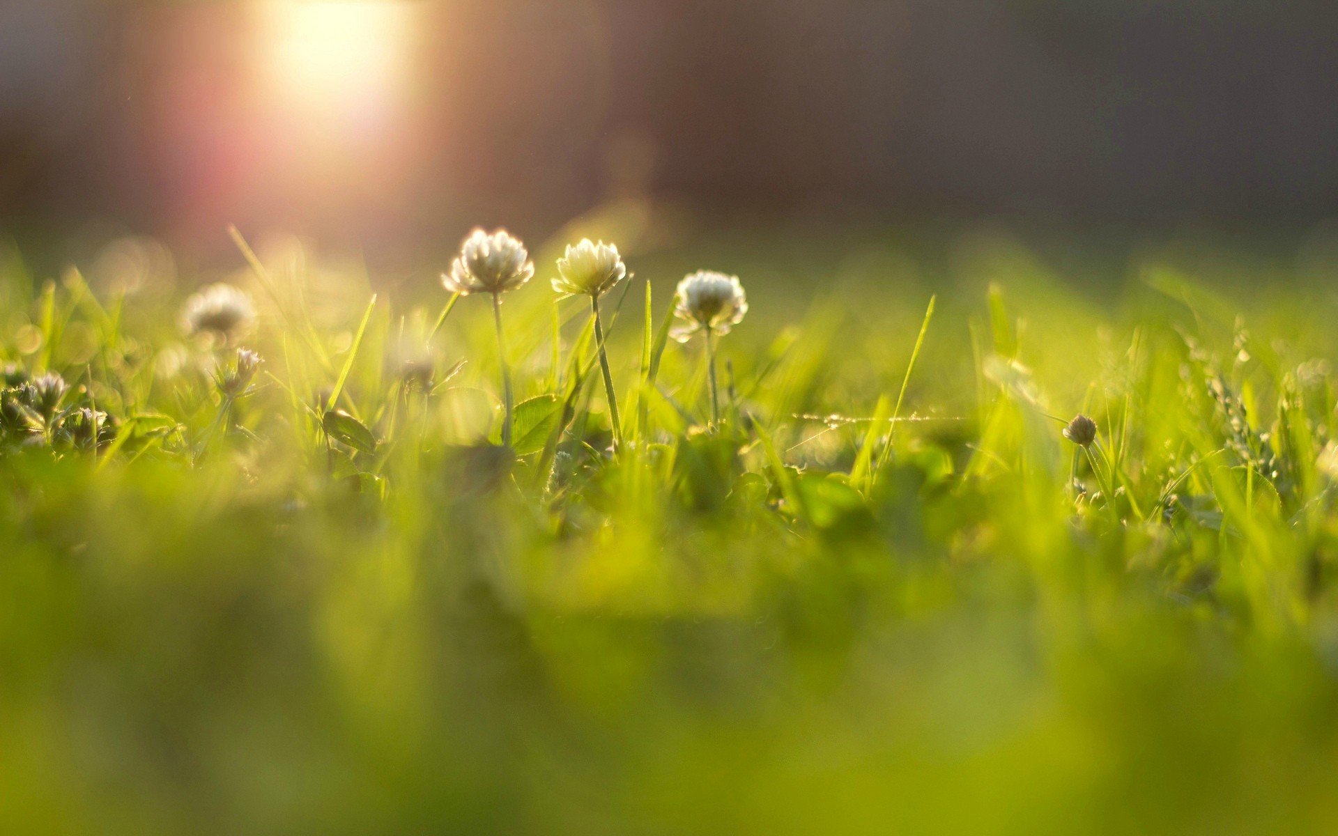 blumen blumen blume gras grün wiese sonne bokeh unschärfe blume strahlen makro hintergrund tapete widescreen vollbild widescreen widescreen