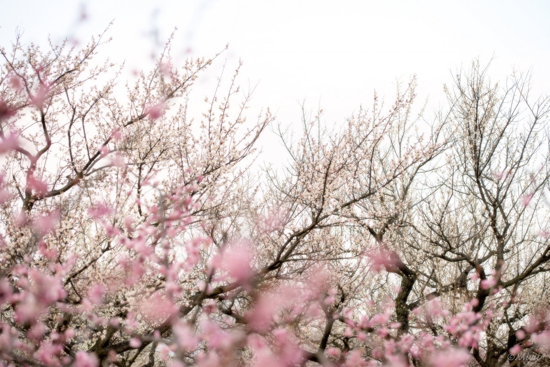 alberi rami sakura fiori rosa fioritura primavera