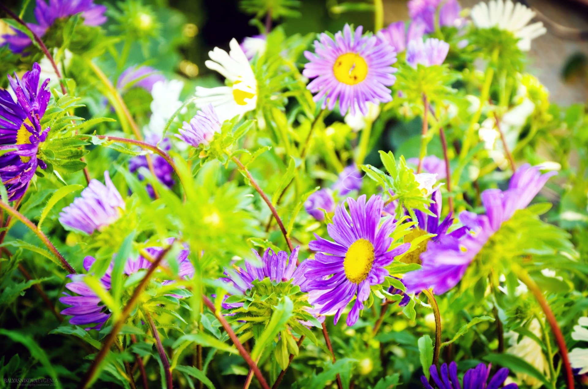 fleurs joliment savon été macro chalet nature paysage photo été