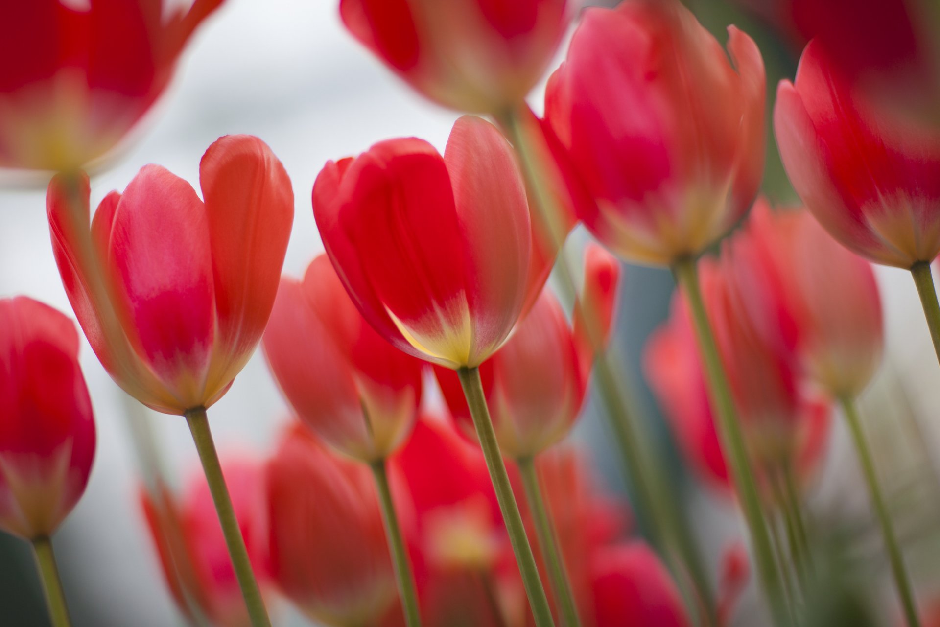 pring tulips focus many pink