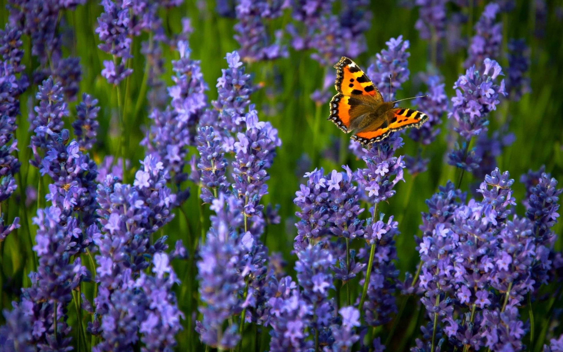 ordinary hives lavender butterfly