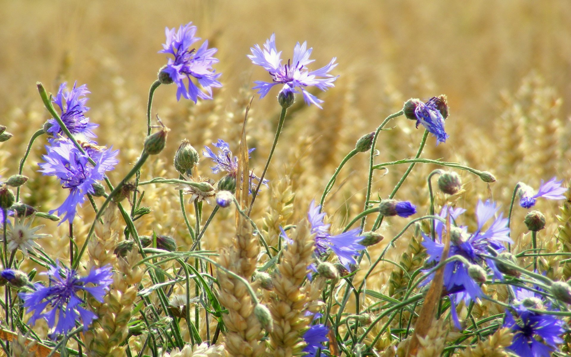 champ blé épis fleurs bleuets été