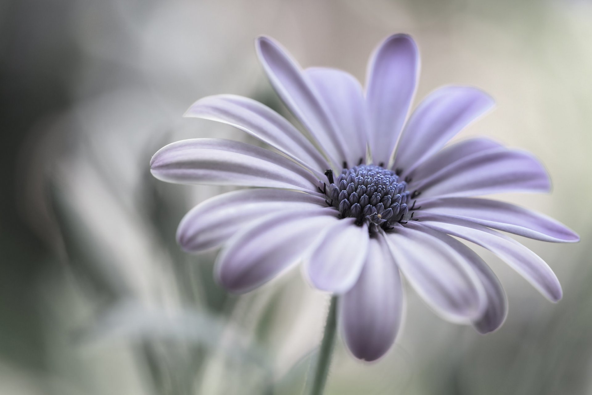 cape daisy daisy flower petals close up