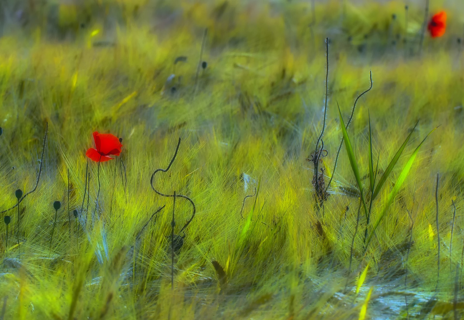 flower poppies red the field green