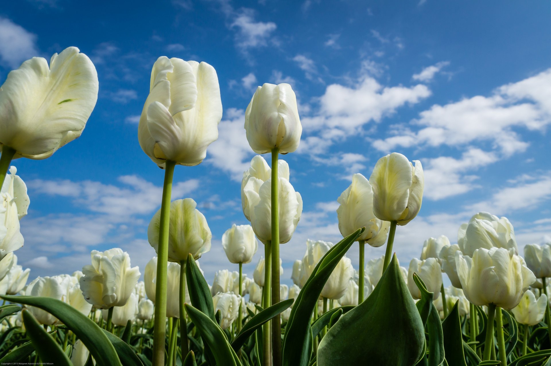 tulipani boccioli cielo