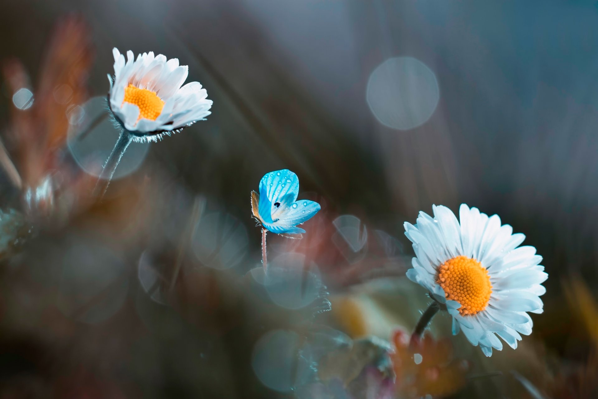 marguerites fond flou