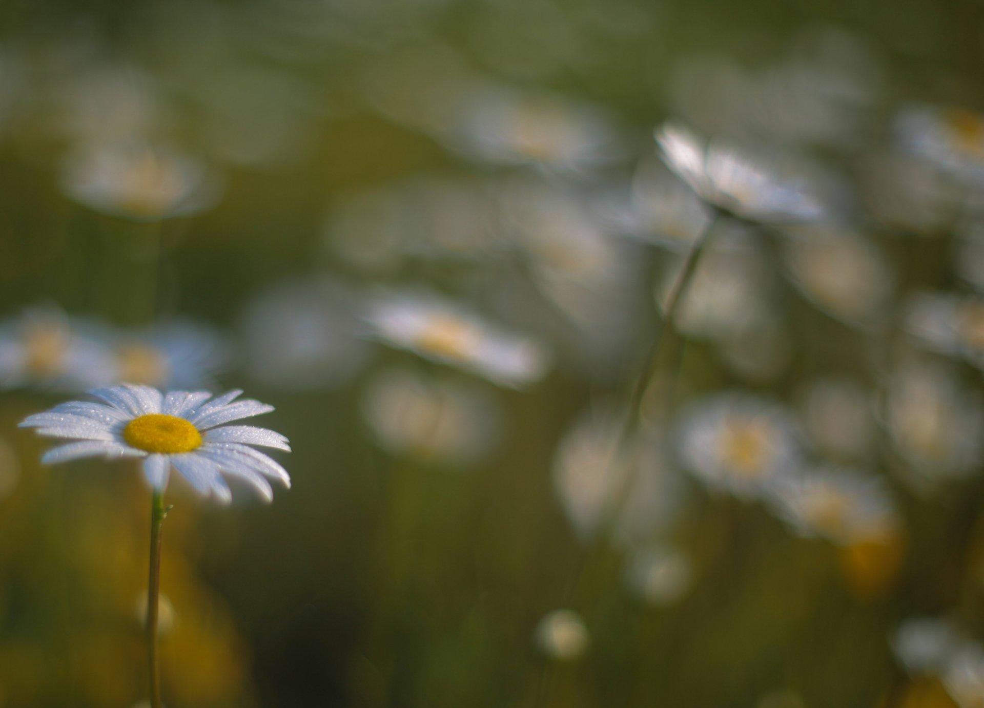 stokrotki kwiaty pole bokeh rozmycie