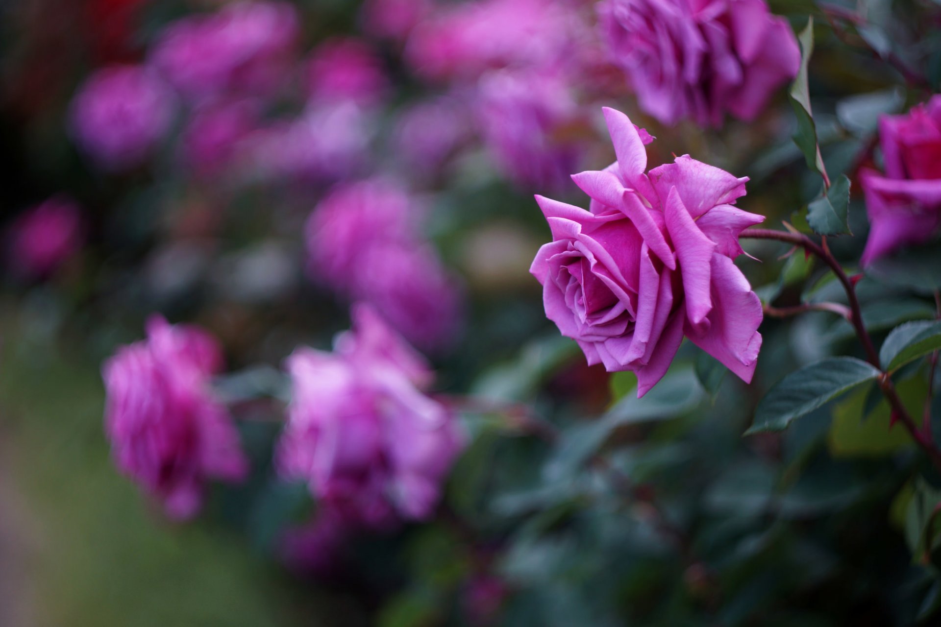 rosas carmesí flores pétalos arbusto macro desenfoque