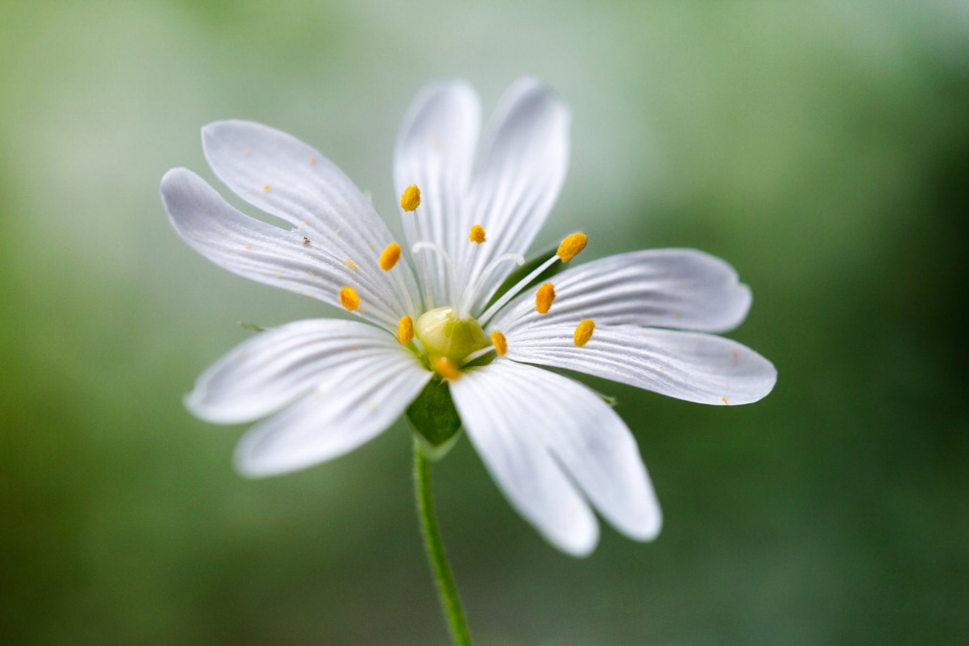 fleur blanc gros plan pétales