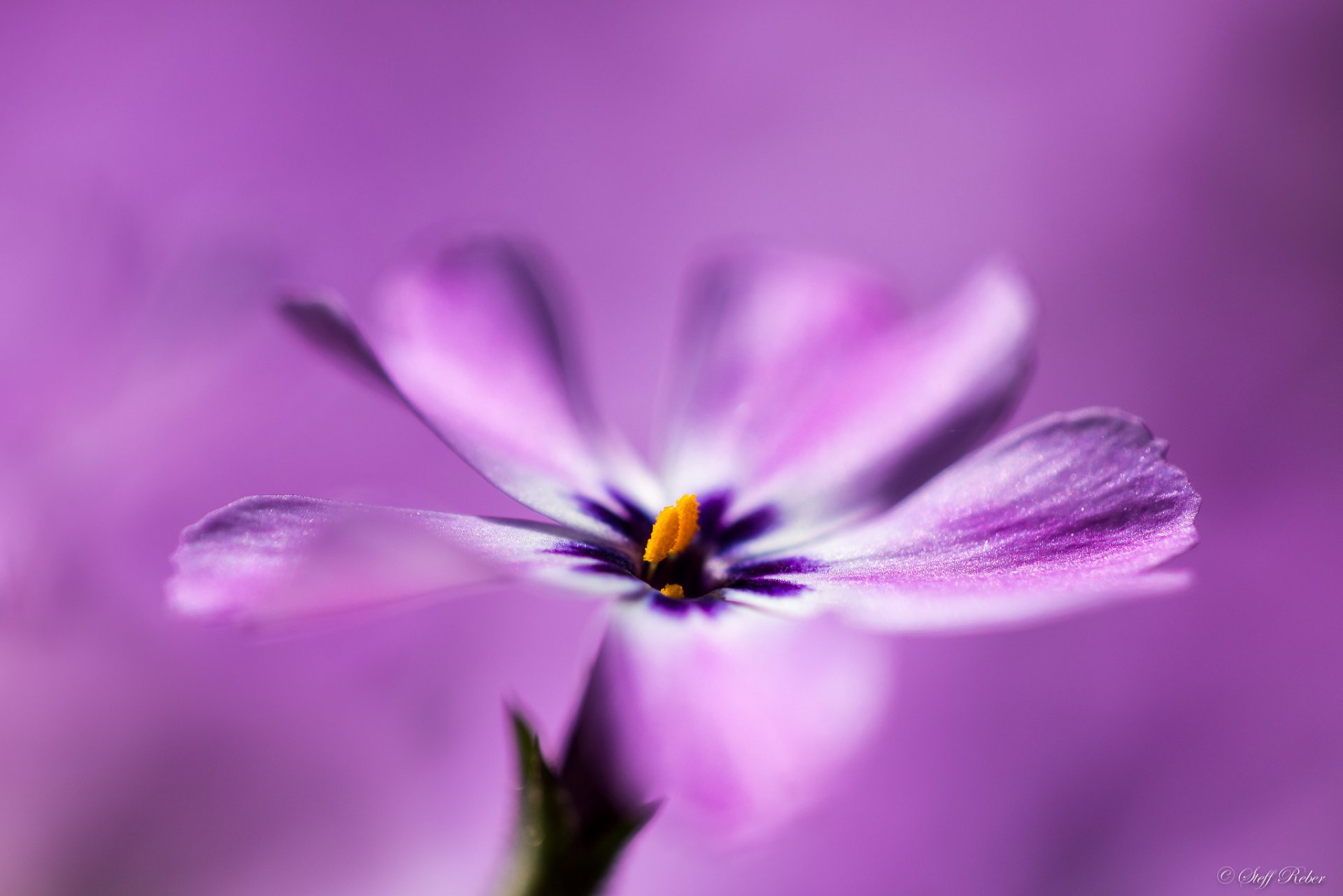 purple flower petals background close up