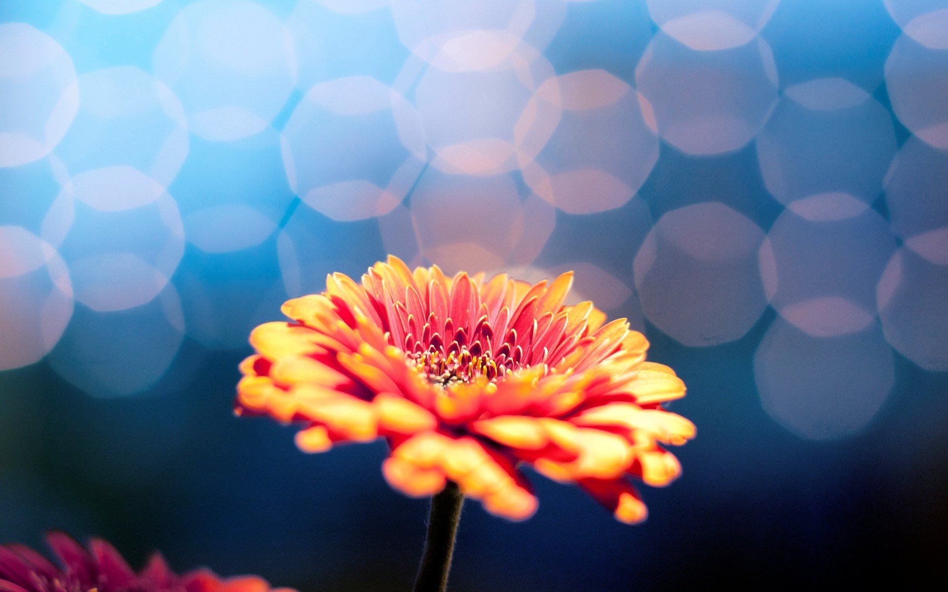 blumen blume blume unschärfe bokeh hintergrund tapete widescreen vollbild widescreen