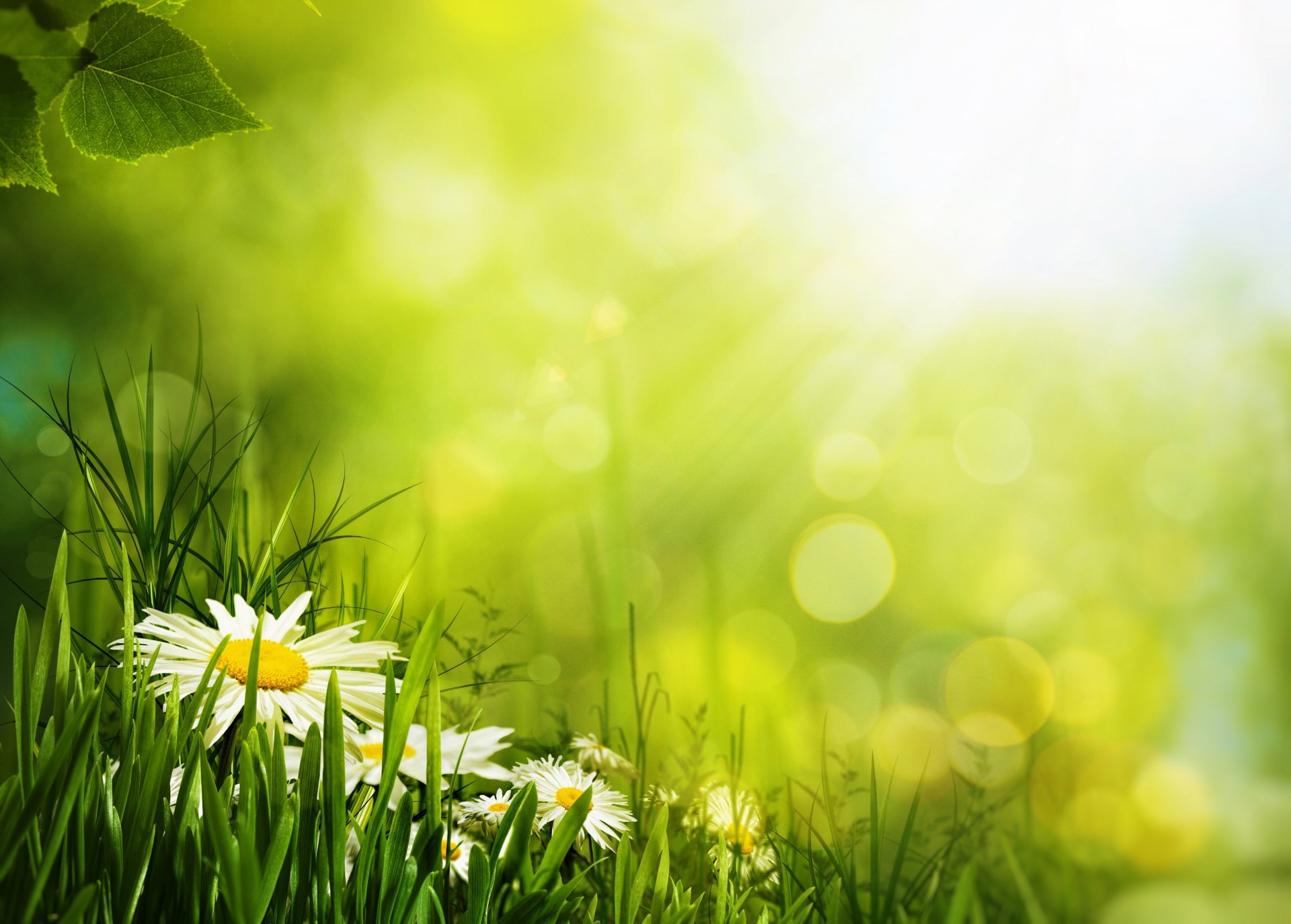 flower petals daisy grass green bokeh