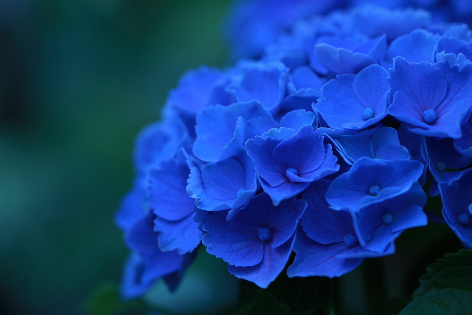 hortensia bleu fleurs pétales gros plan