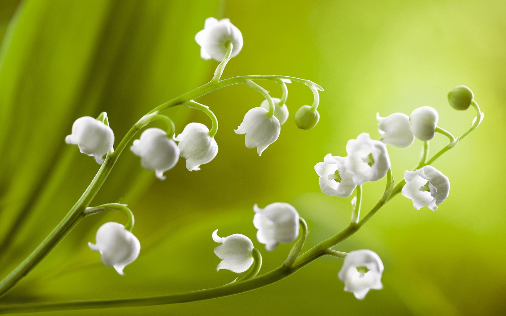 fleurs blanc gros plan nature