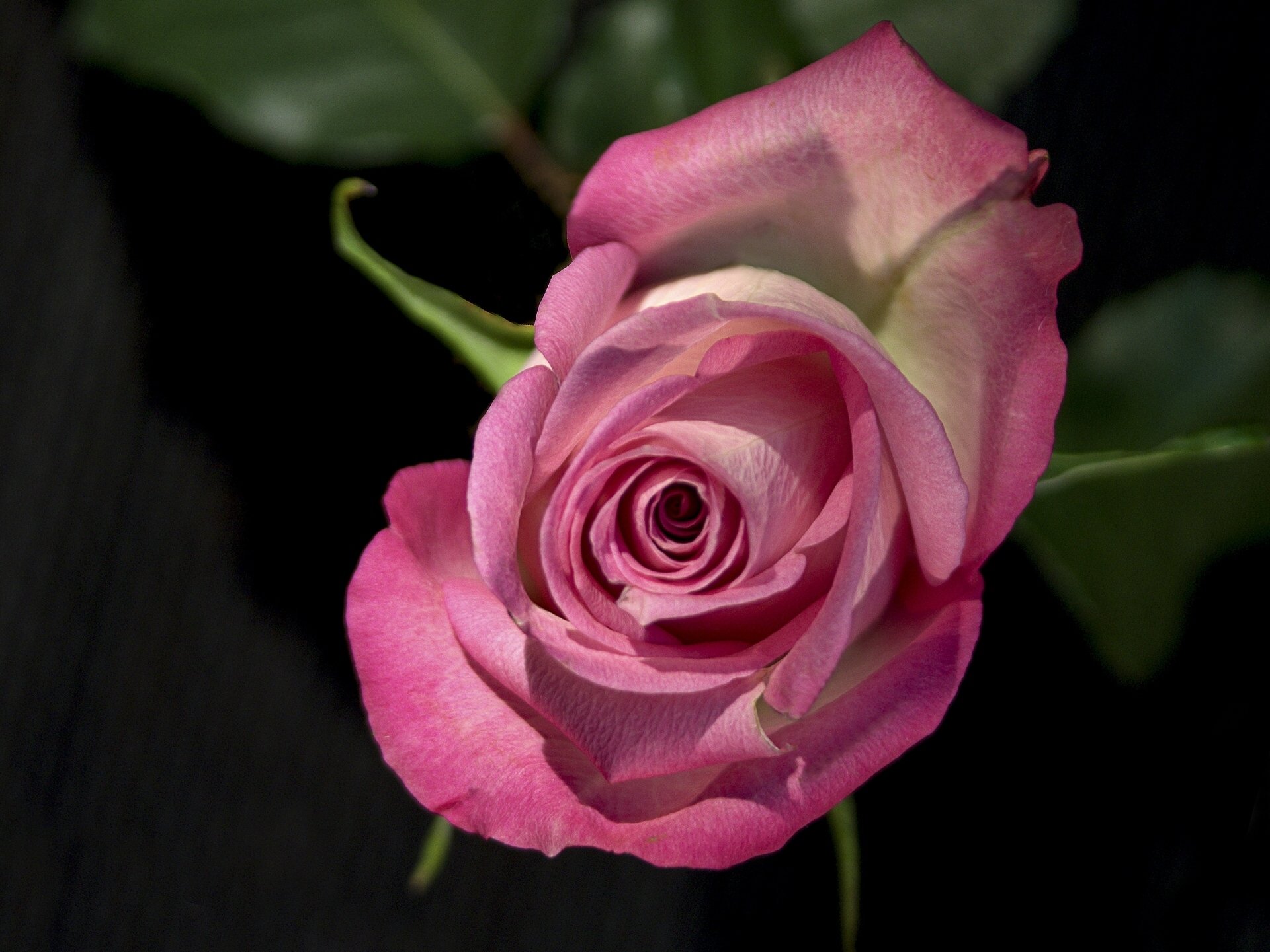 rose bud close up