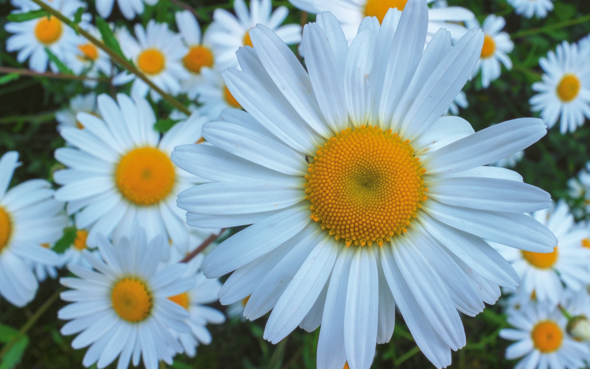 chamomile sun close up