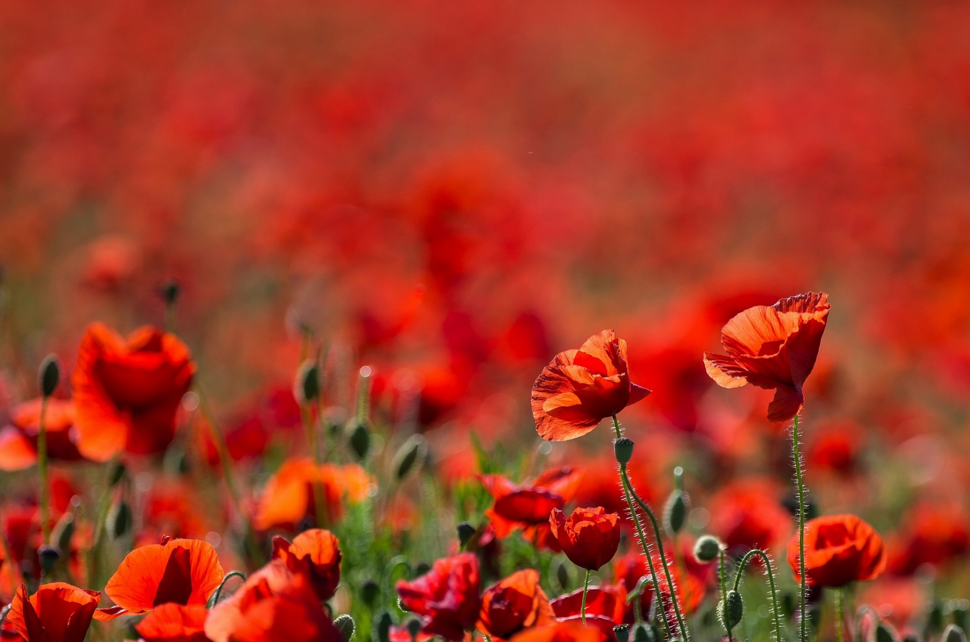 champ coquelicots rouges