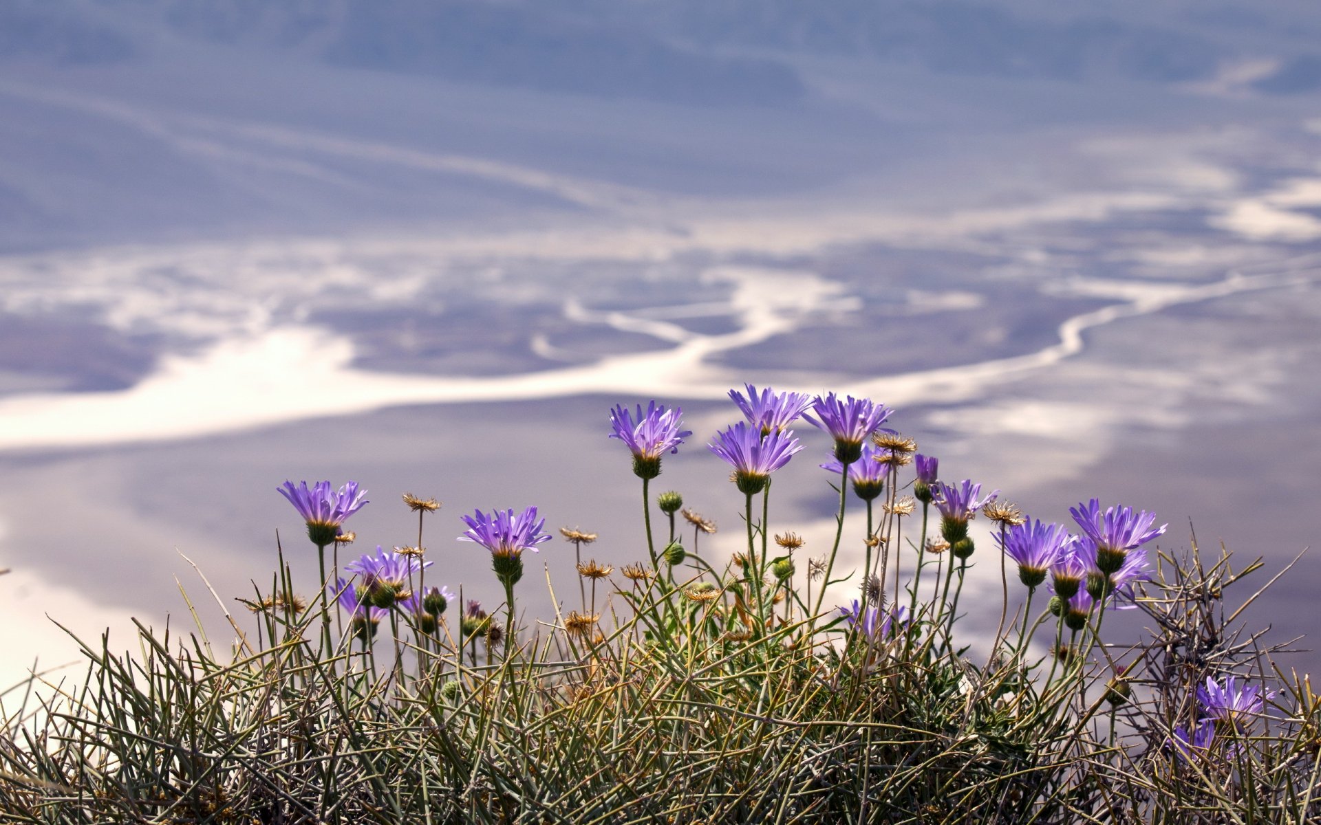 blumen natur hintergrund