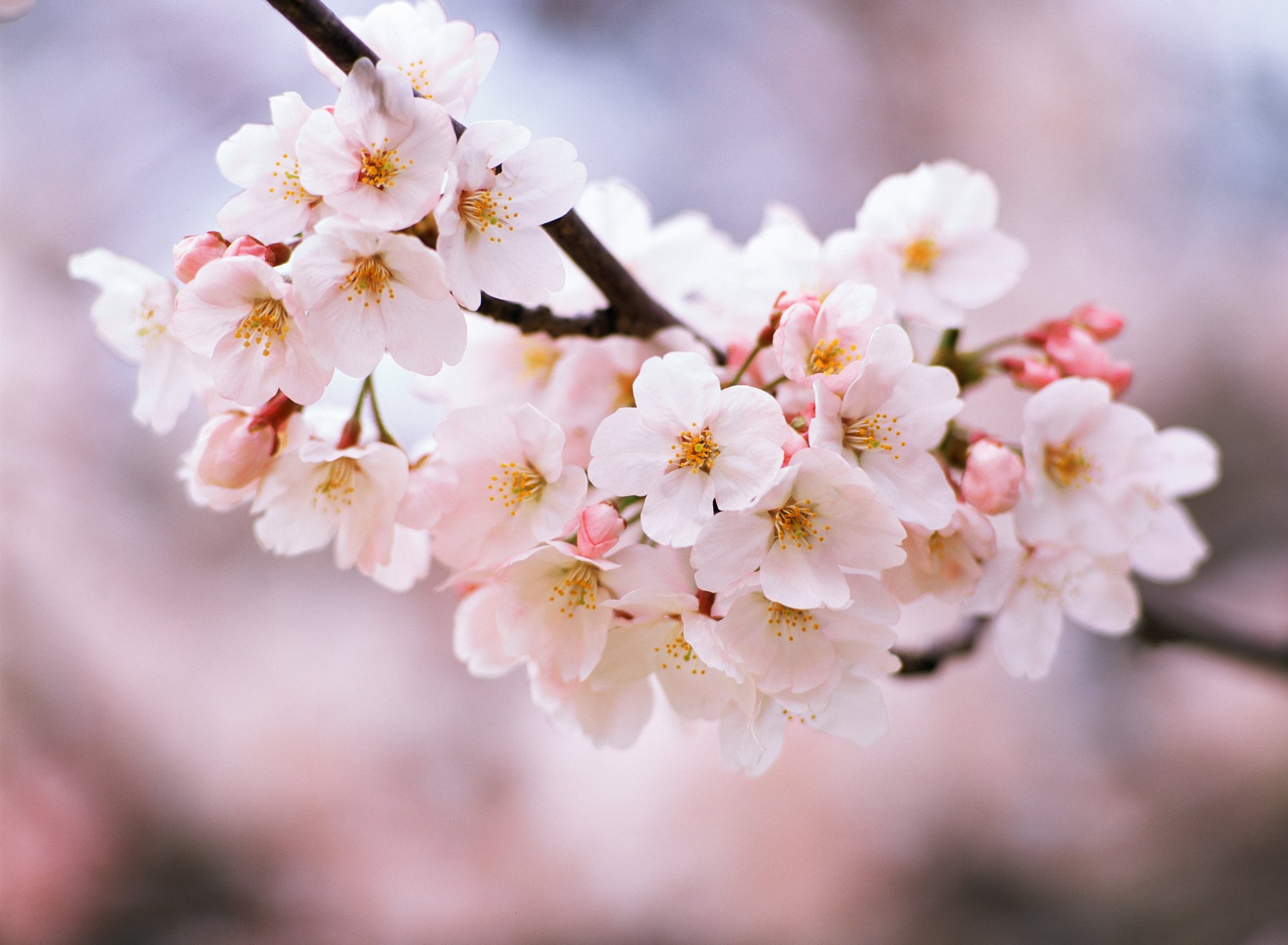 branche floraison cerise