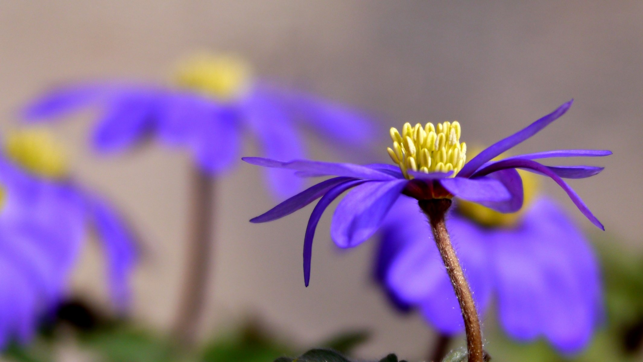 anémone fleur violet pétales ensoleillé